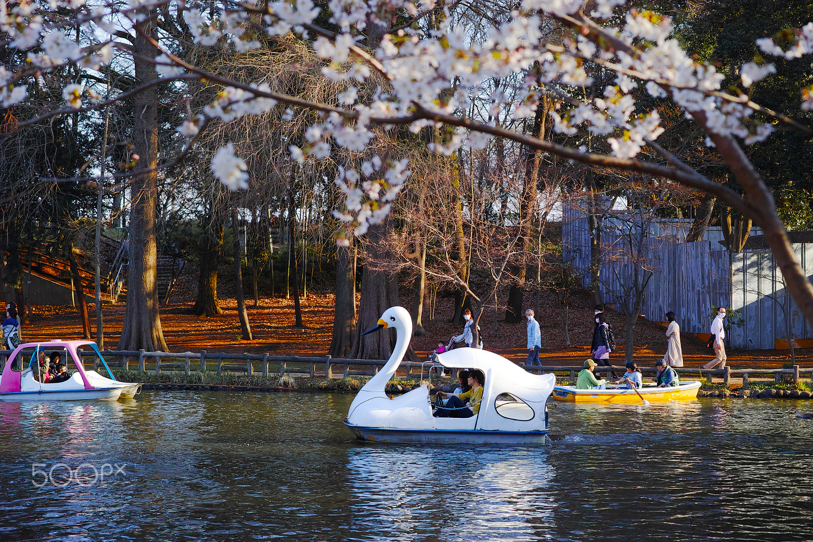 Sigma dp3 Quattro sample photo. Swan boat photography