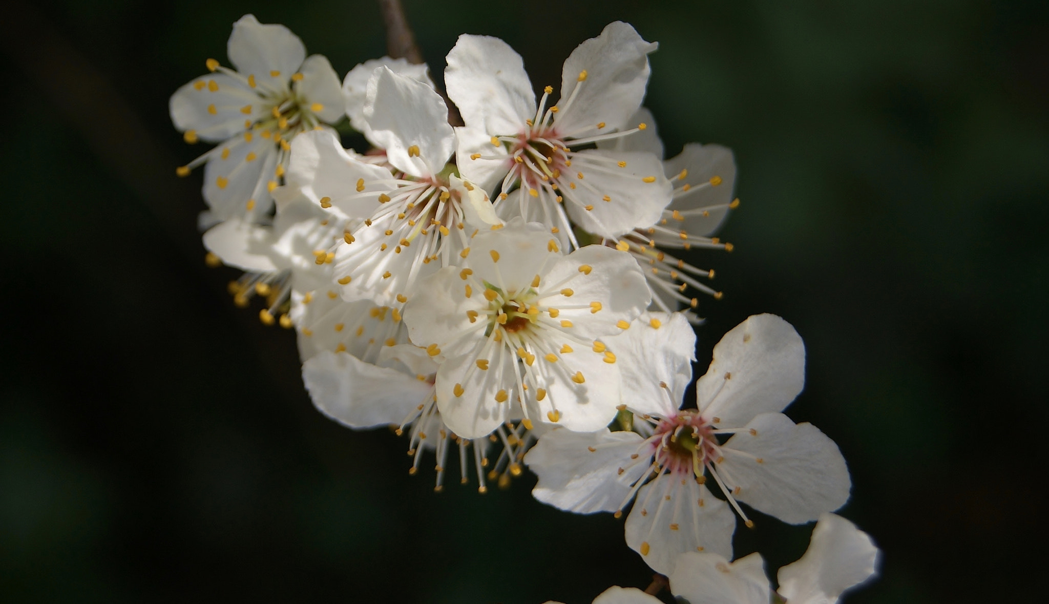 Sony Alpha DSLR-A380 sample photo. White plums all bloom today ... photography