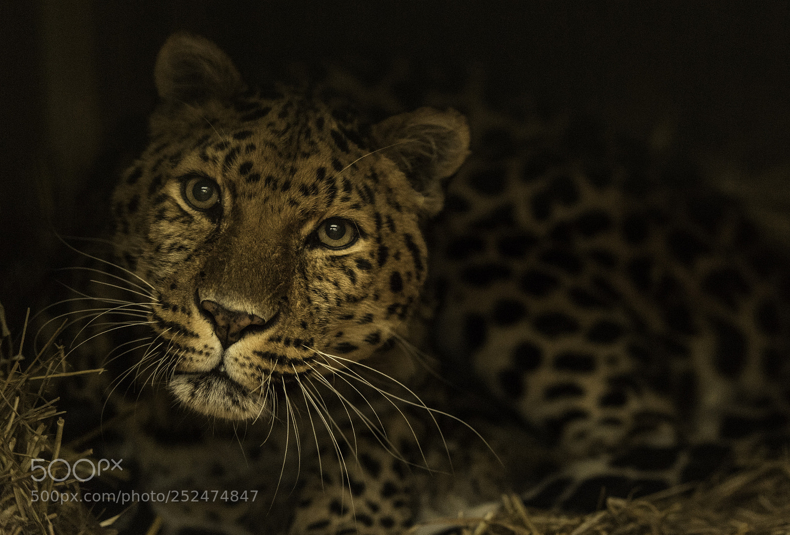 Nikon D5 sample photo. Leopard photography