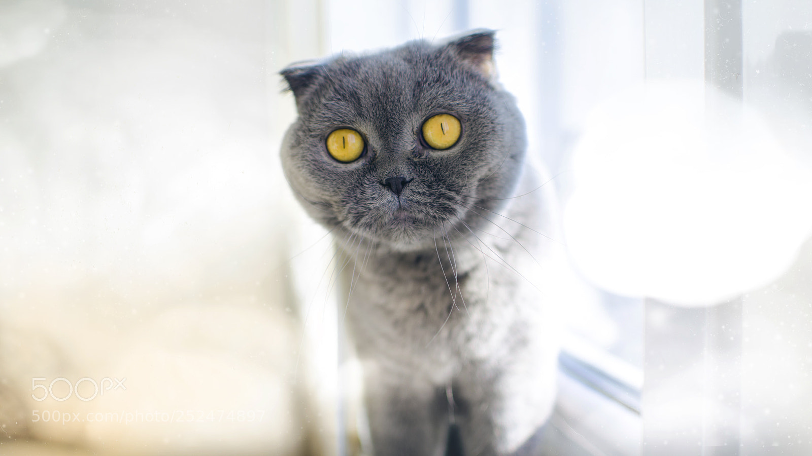 Nikon D7000 sample photo. Cat expression photography