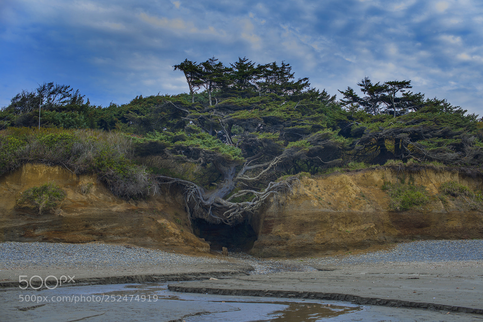 Nikon D800 sample photo. The tree of life photography