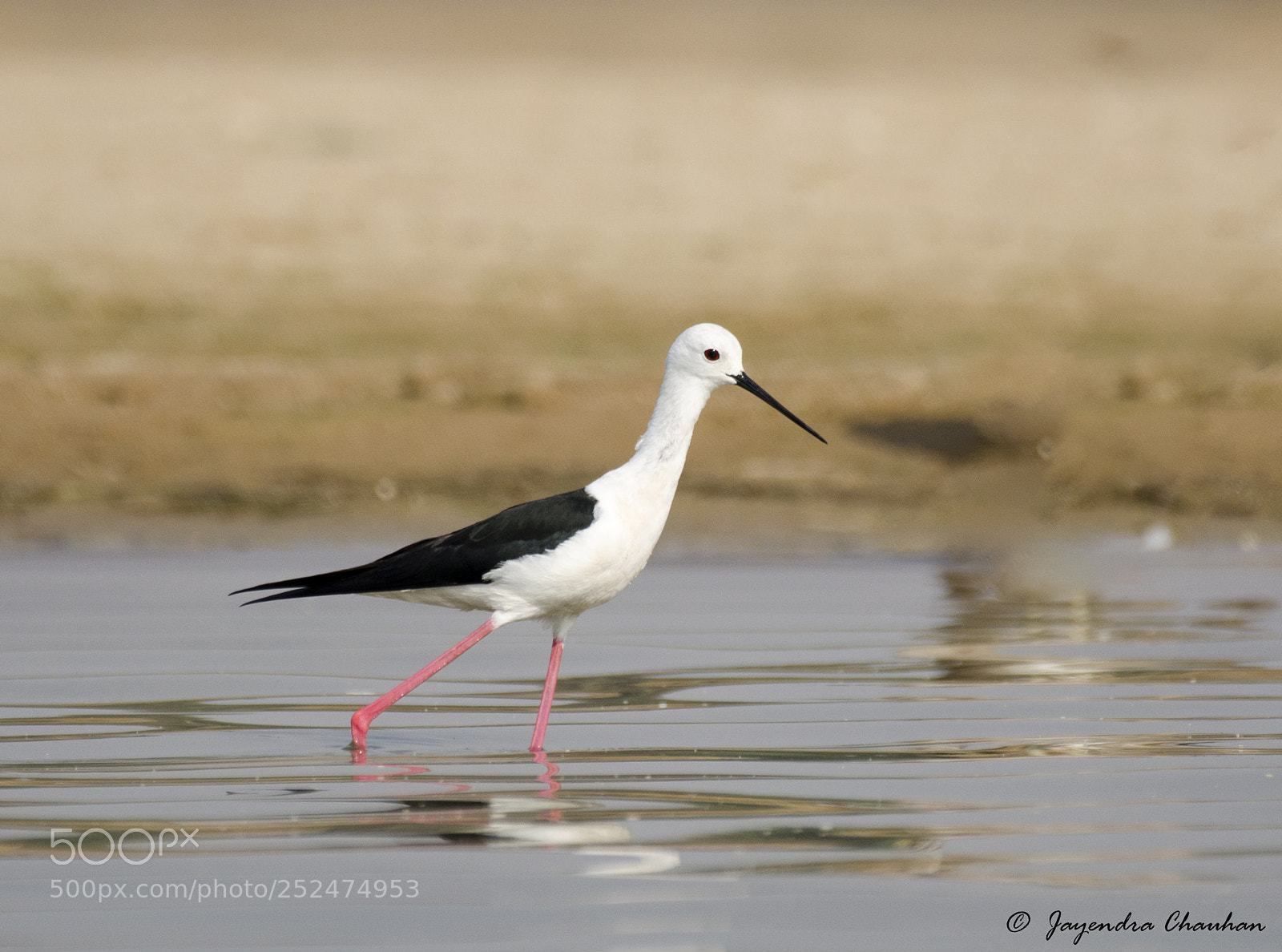 Nikon D5100 sample photo. Black winged stilt photography