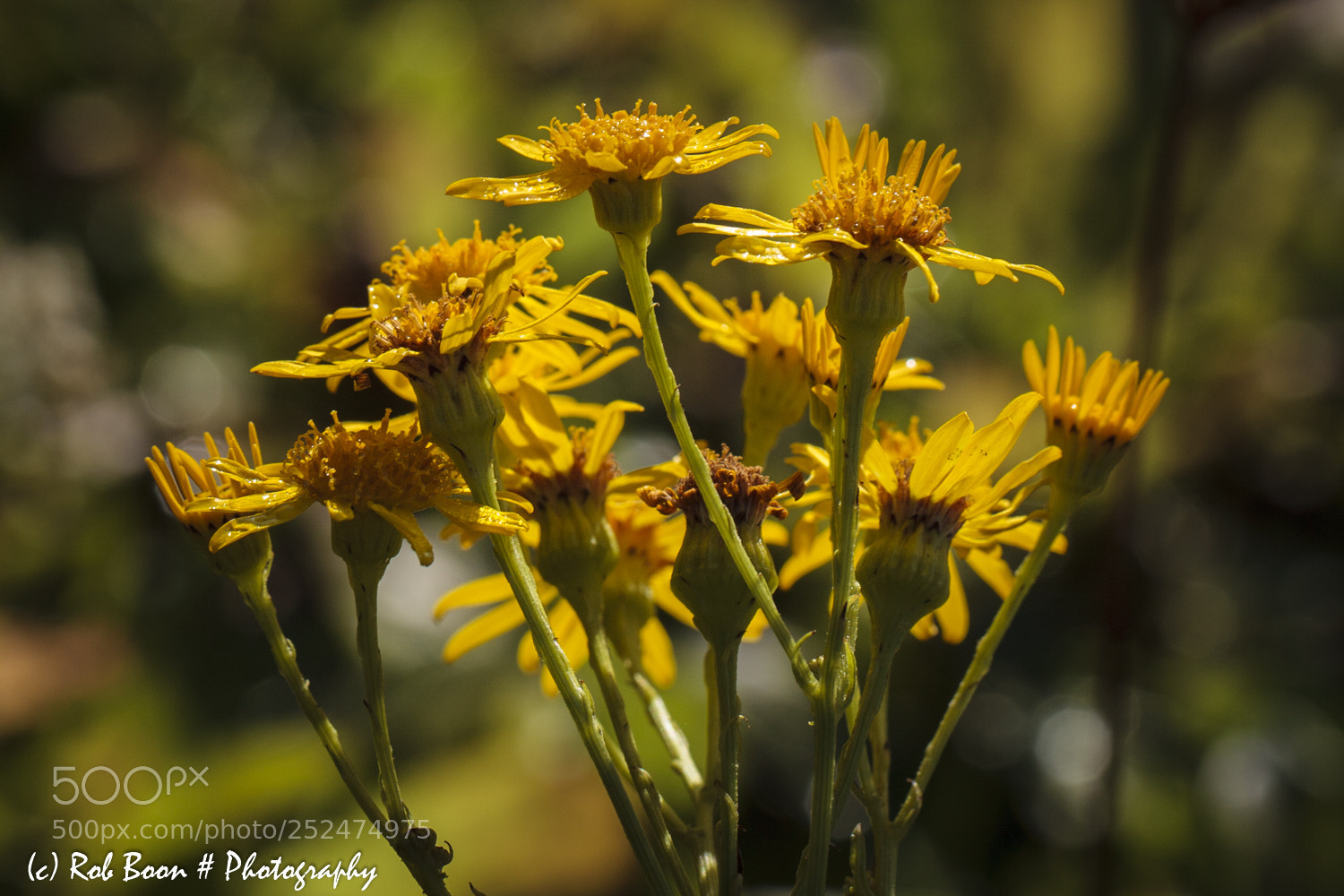 Canon EOS 5D Mark II sample photo. Wildflower 4 photography