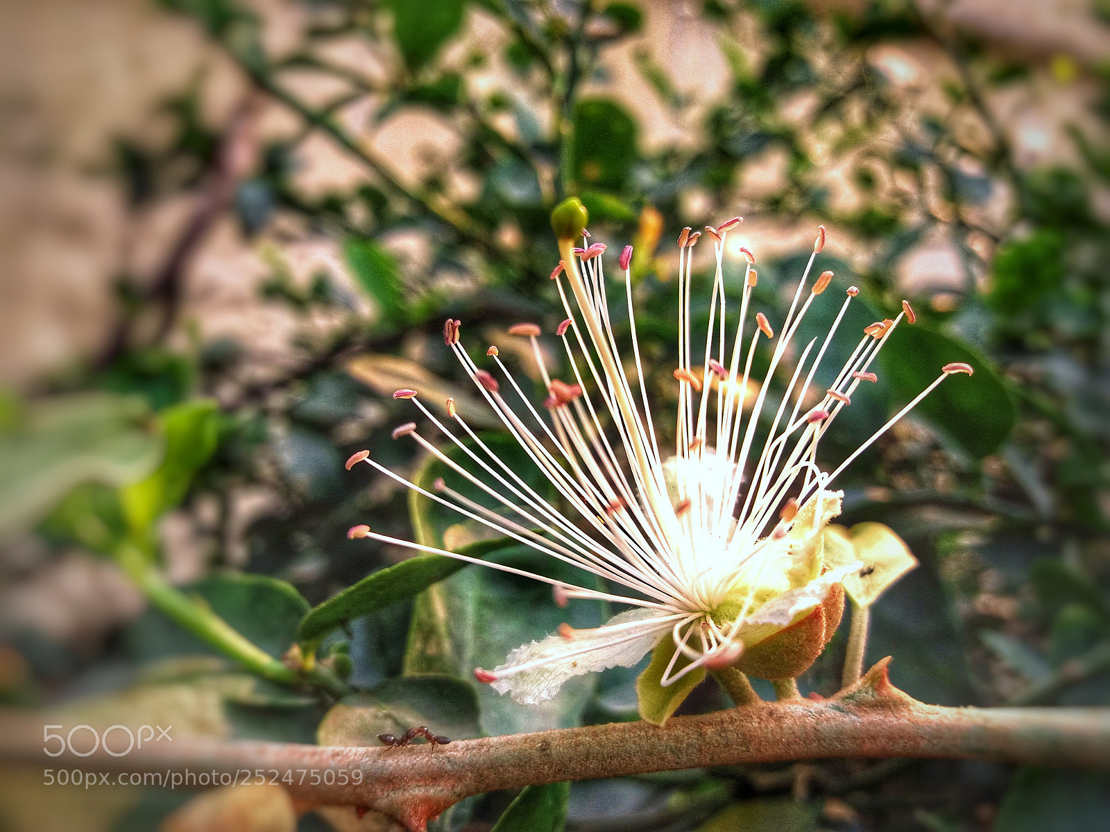 Samsung Galaxy J5 sample photo. Beautiful white flower photography