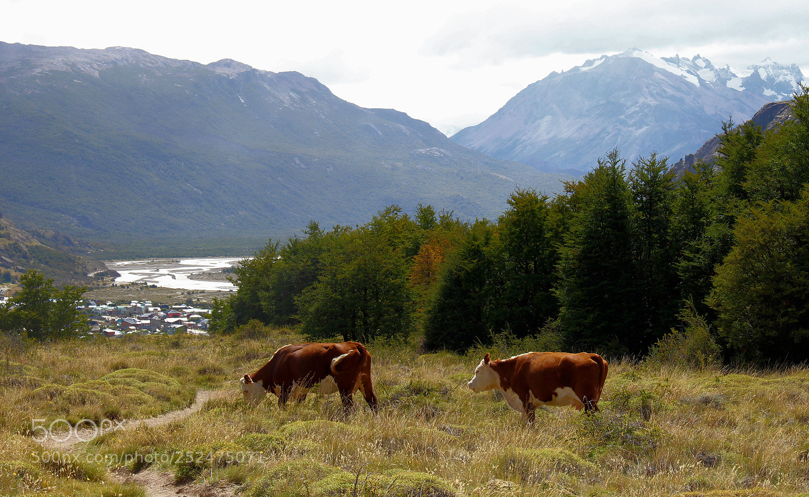 Canon EOS 700D (EOS Rebel T5i / EOS Kiss X7i) sample photo. Vacas photography