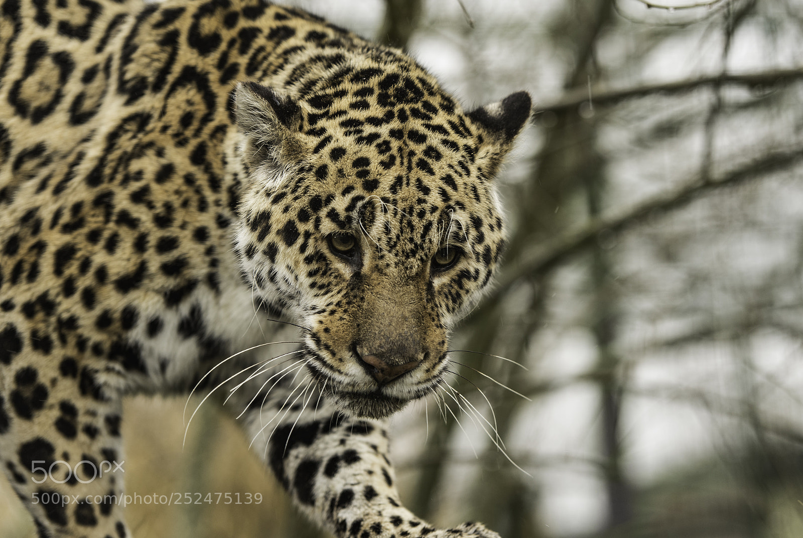 Nikon D5 sample photo. Jaguar series photography