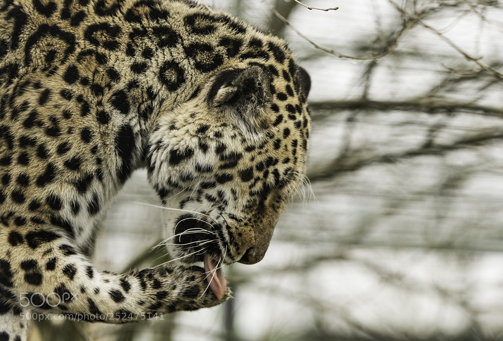 Nikon D5 sample photo. Jaguar series photography