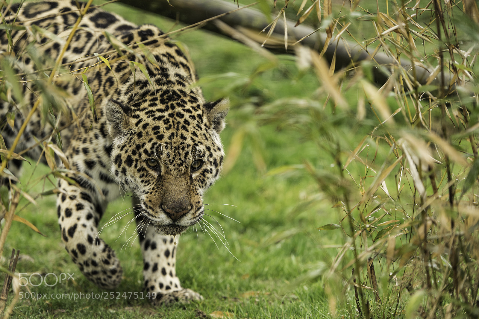 Nikon D5 sample photo. Jaguar series photography