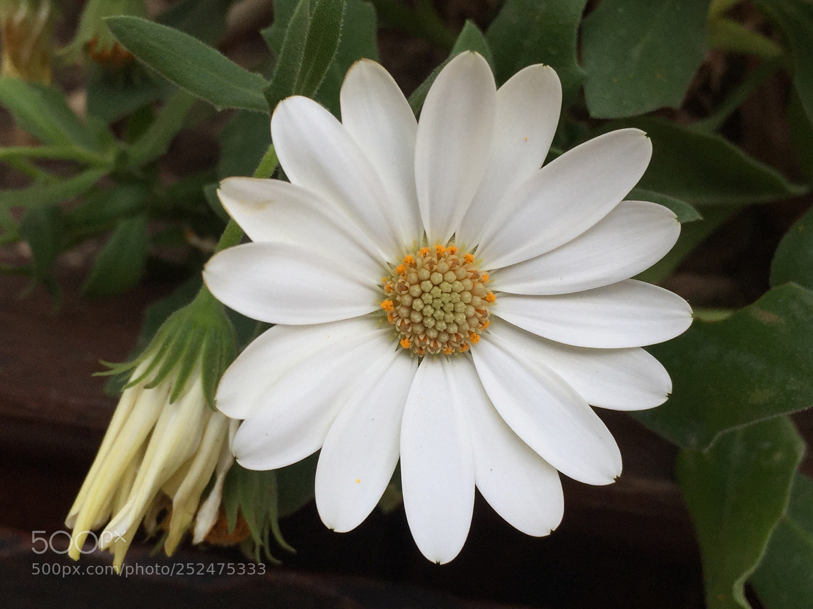 Apple iPhone 6 Plus sample photo. Beauty photography