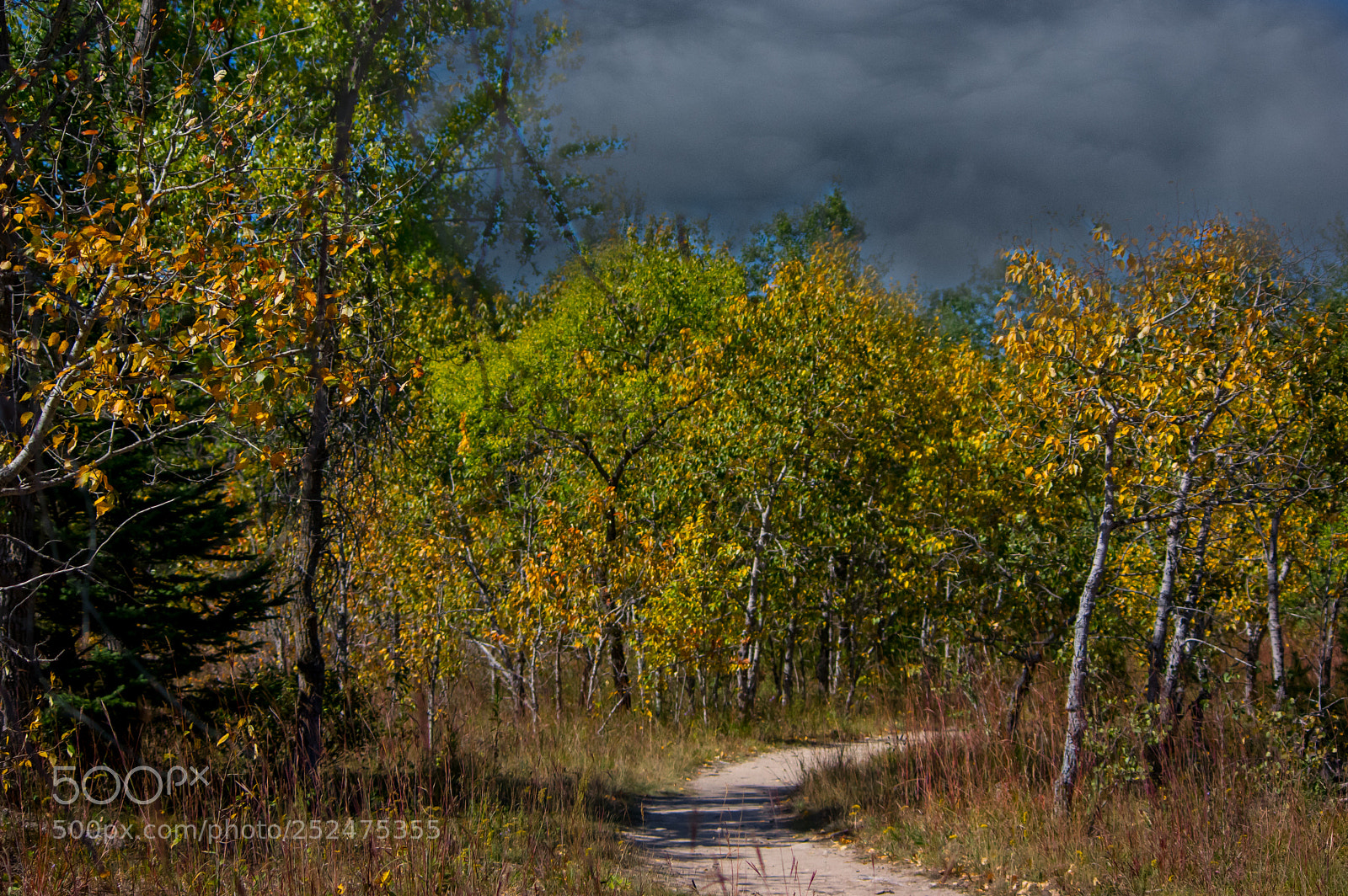 Pentax K-3 II sample photo. Along the aspen trail photography