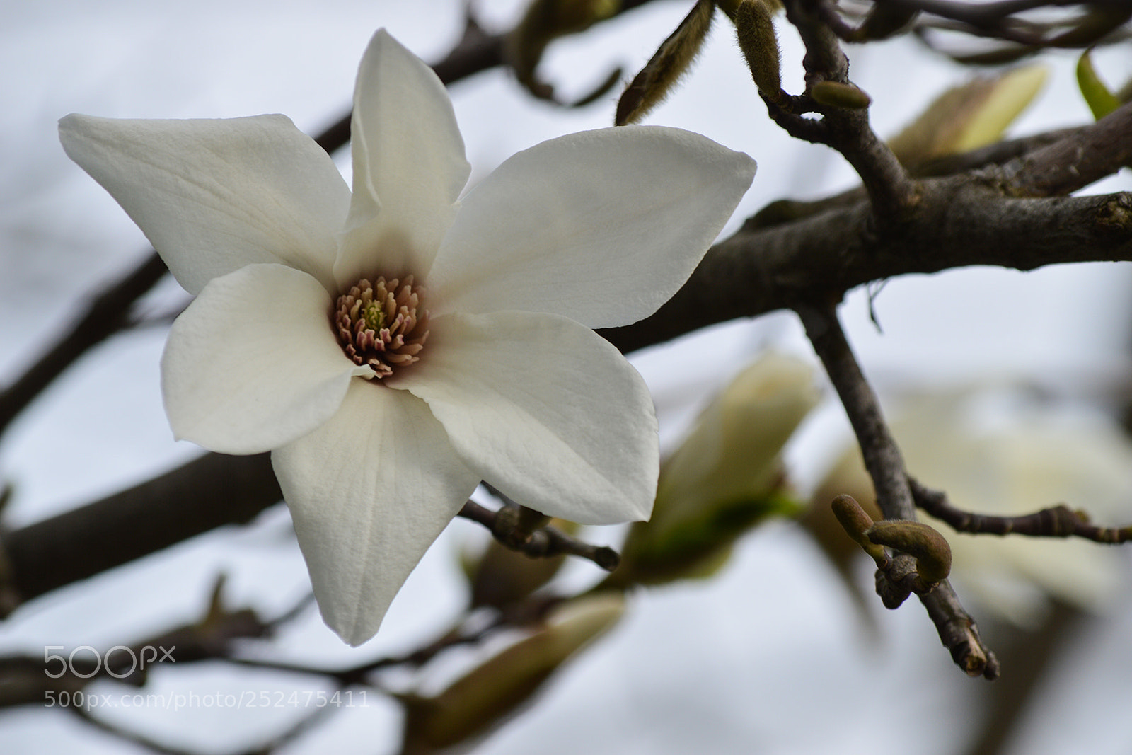 Nikon D3200 sample photo. White delight photography