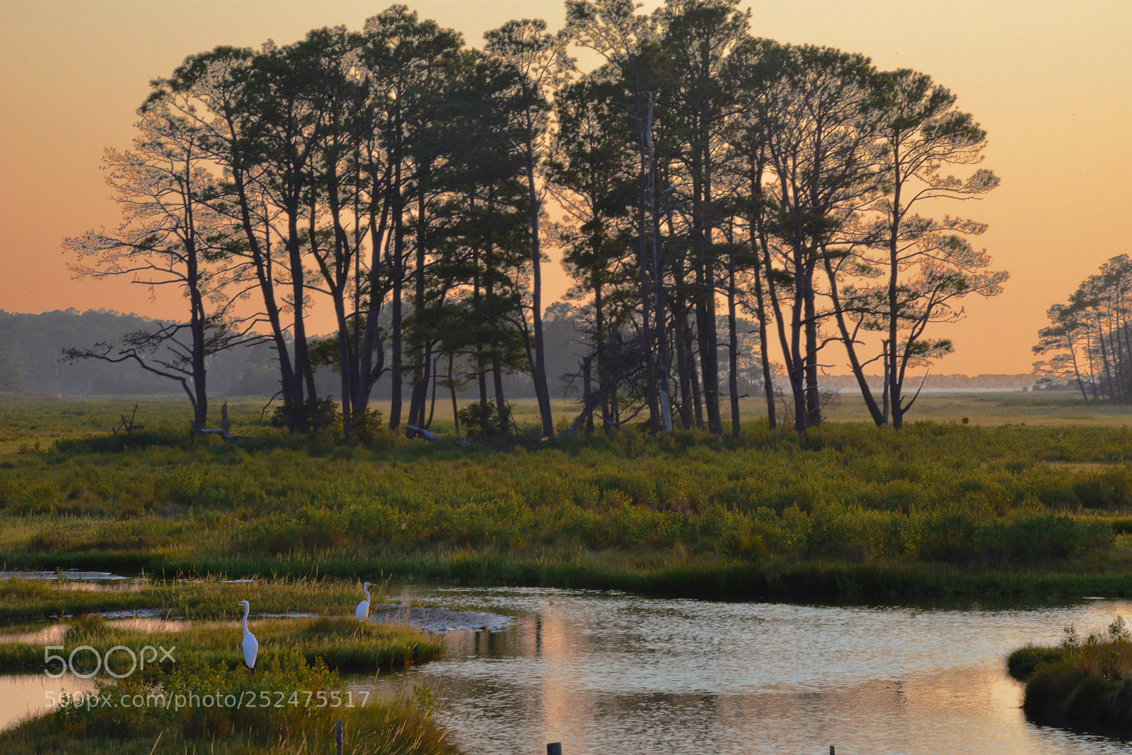Nikon D800 sample photo. Chincoteague egrets photography