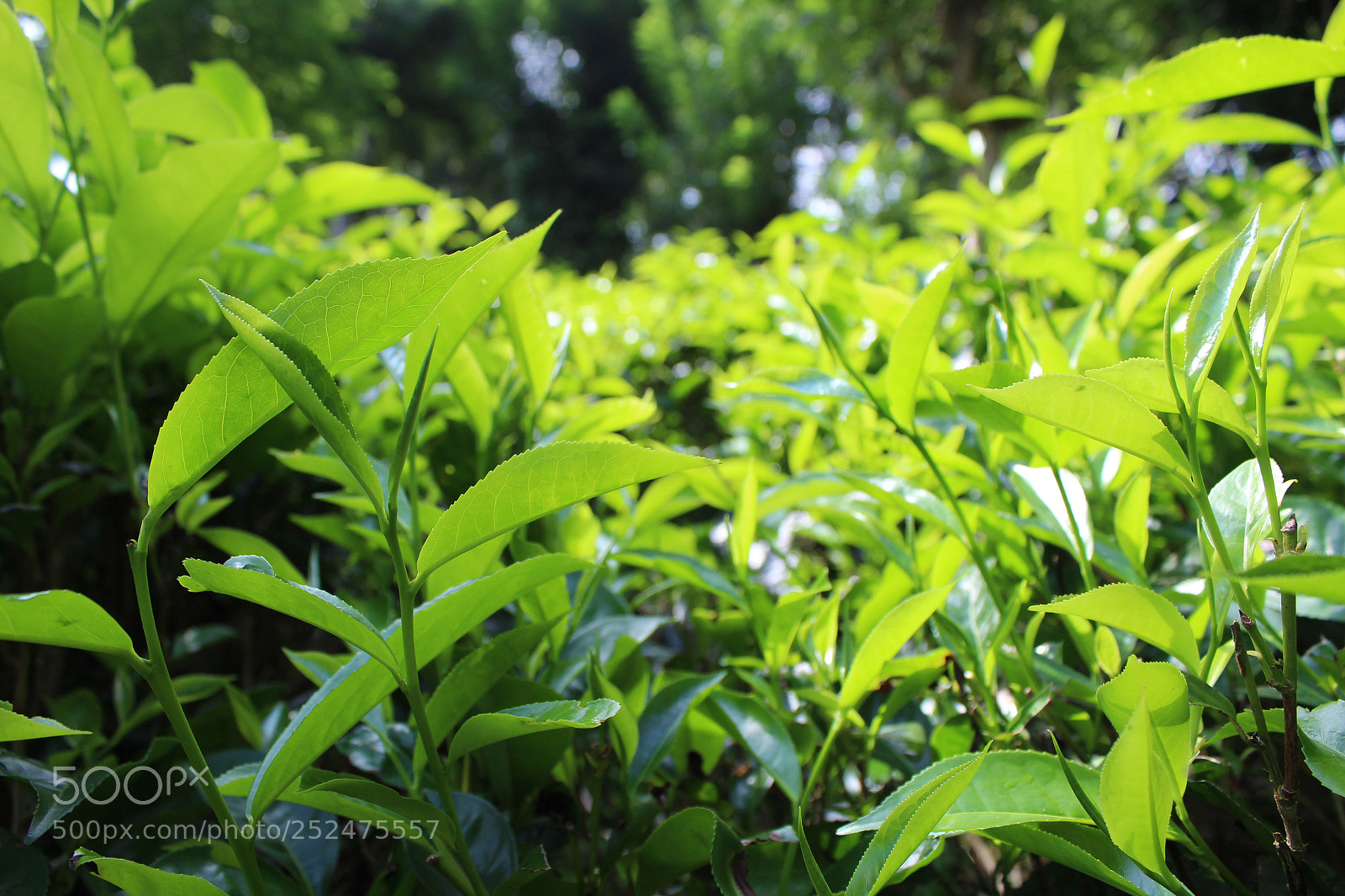 Canon EOS 1300D (EOS Rebel T6 / EOS Kiss X80) sample photo. Tea plants  photography