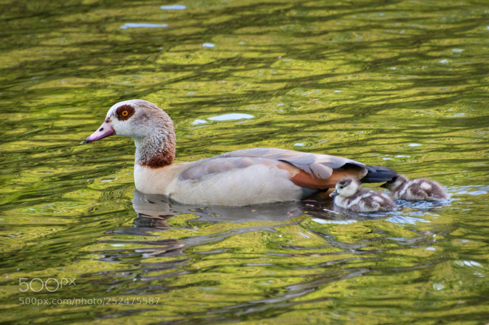 Nikon D90 sample photo. Geese in the green photography