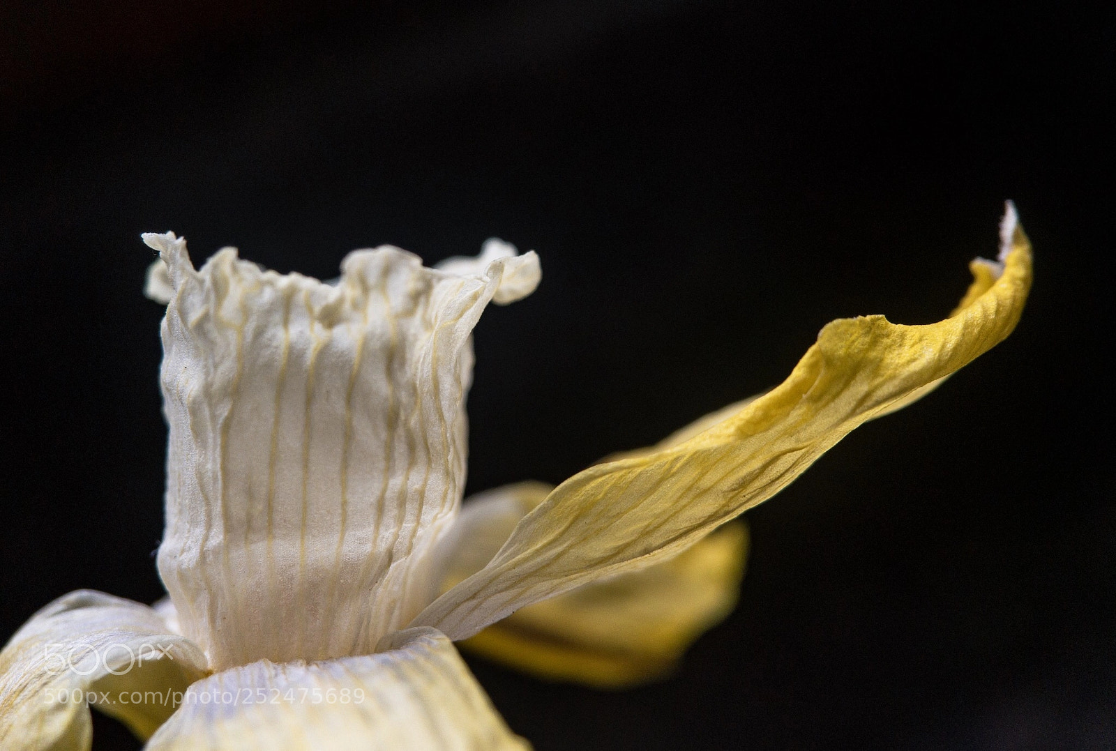 Apple iPhone 6s Plus sample photo. My yellow striped shirt photography