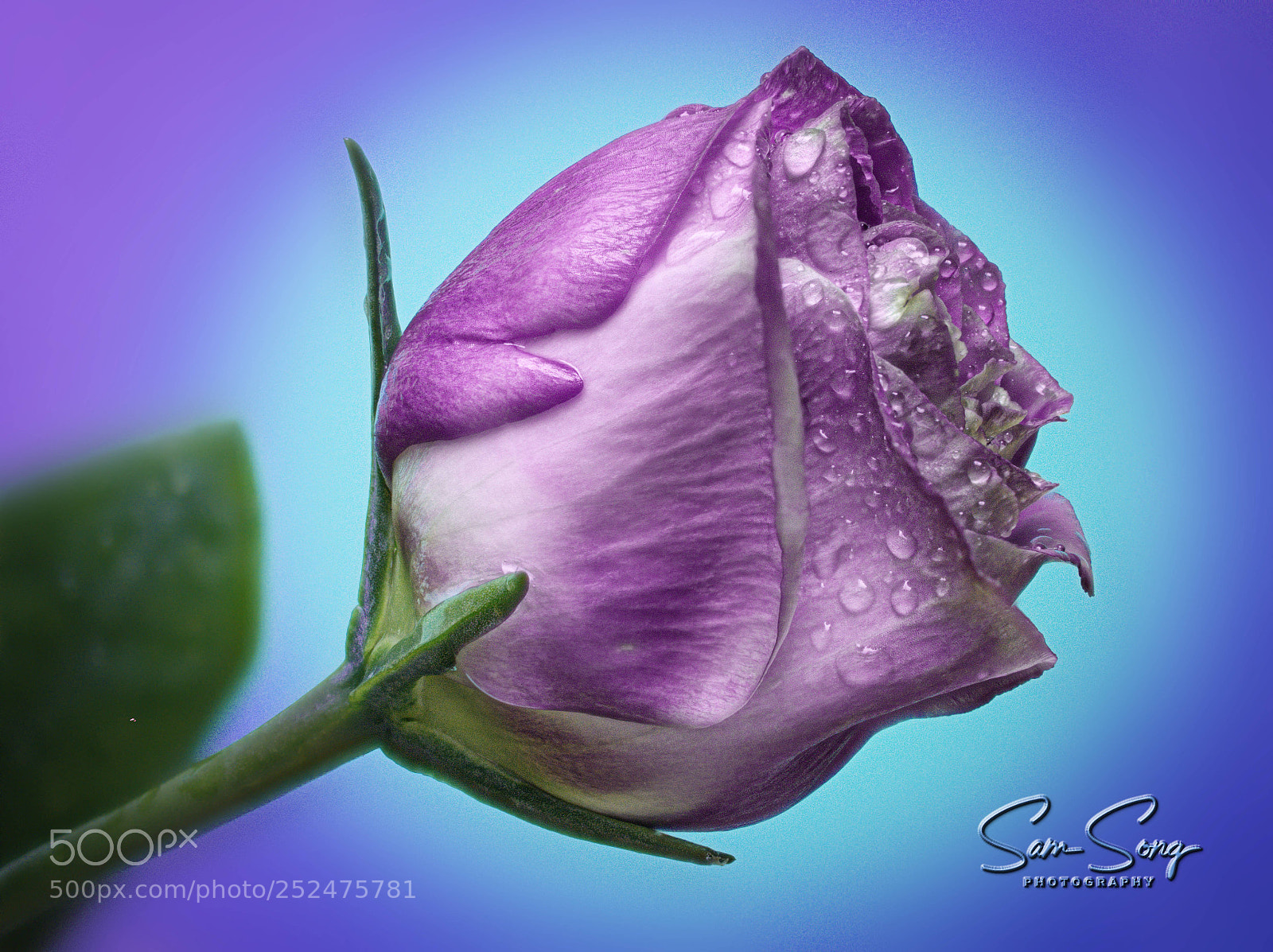Olympus OM-D E-M10 III sample photo. Outstanding stoma bud photography