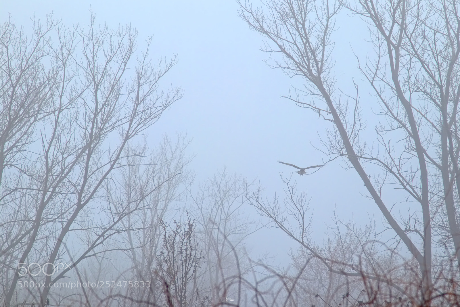 Canon EOS M5 sample photo. Hawk in the woods photography