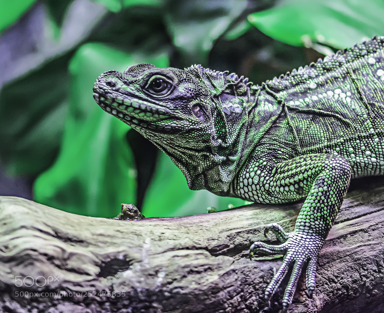 Nikon D7100 sample photo. Reptil iguana photography