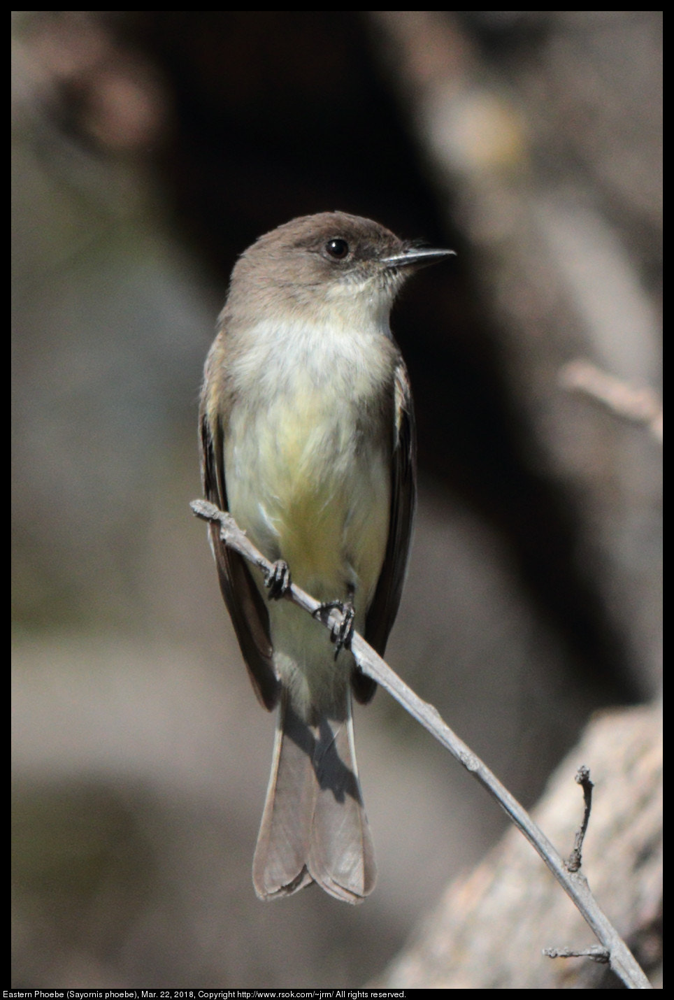 Canon EF 70-300 F4-5.6 IS II USM sample photo. Eastern phoebe (sayornis phoebe) photography