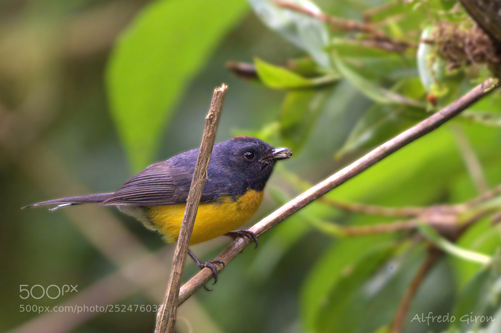 Nikon D500 sample photo. Yellow bellied blue back photography