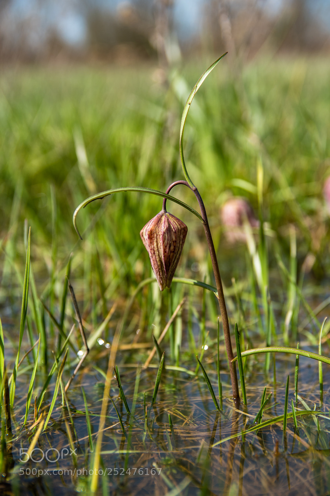 Nikon D5500 sample photo. Spring photography