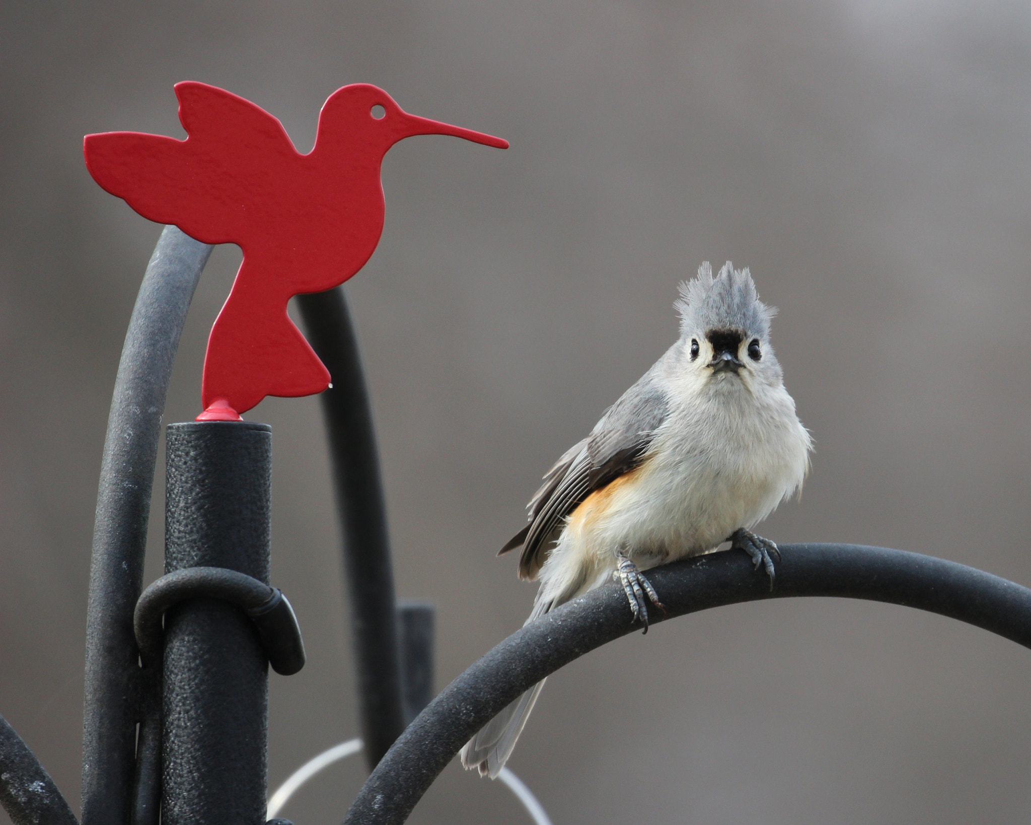 Canon EOS 1200D (EOS Rebel T5 / EOS Kiss X70 / EOS Hi) sample photo. Unruly tufted titmouse photography