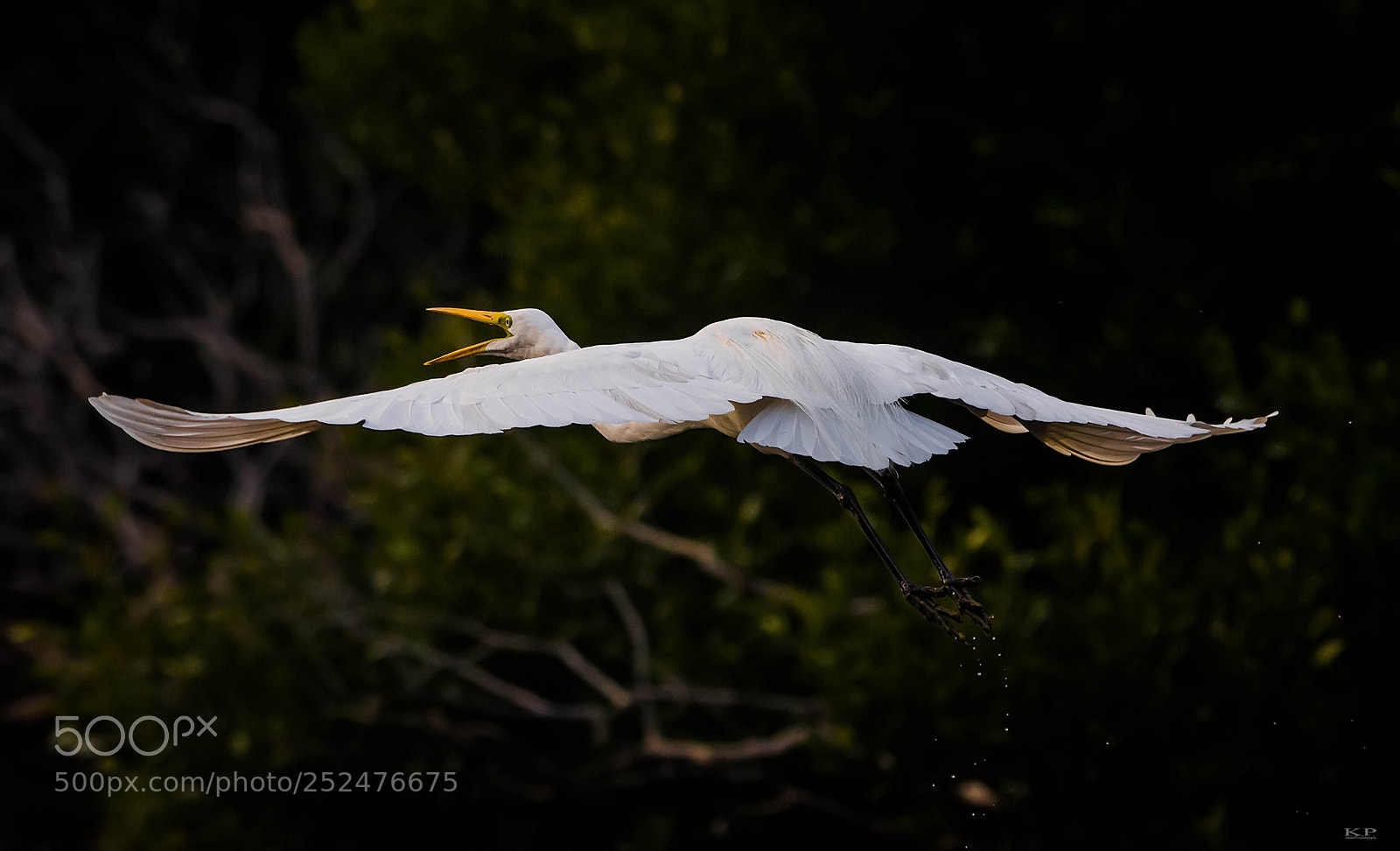 Nikon D7200 sample photo. Great egret photography