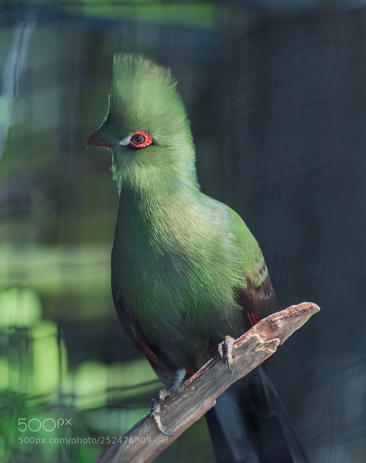 Nikon D7100 sample photo. Bird photography