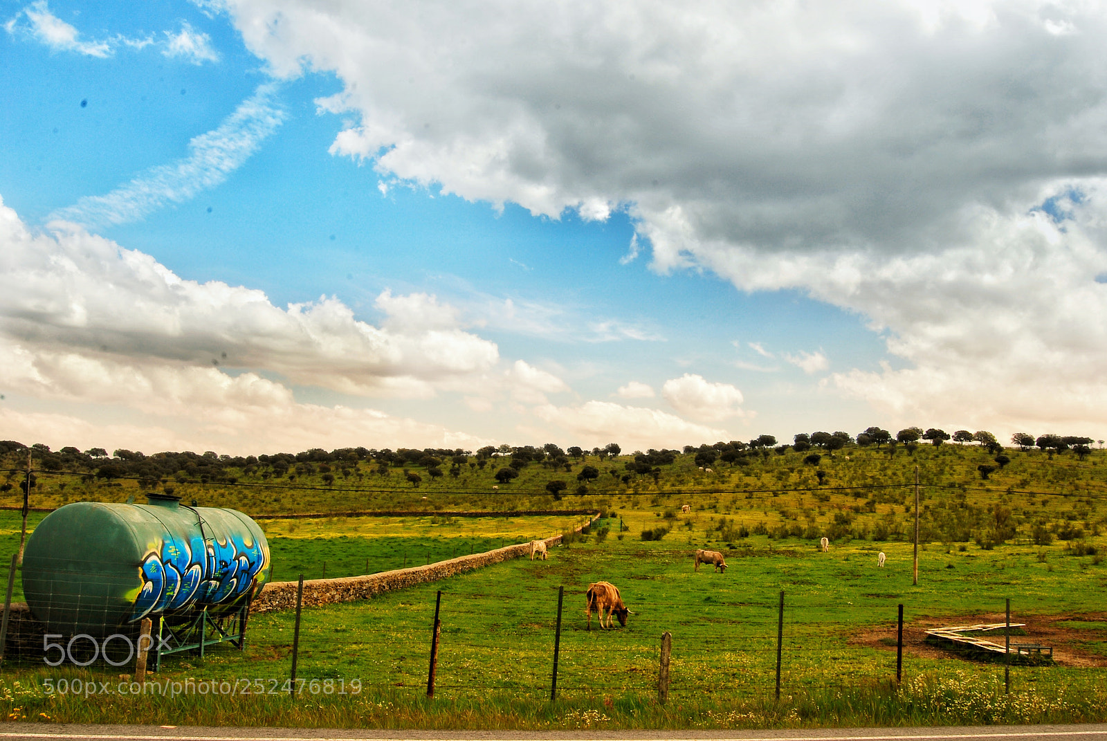 Nikon D60 sample photo. Graffiti meadow photography