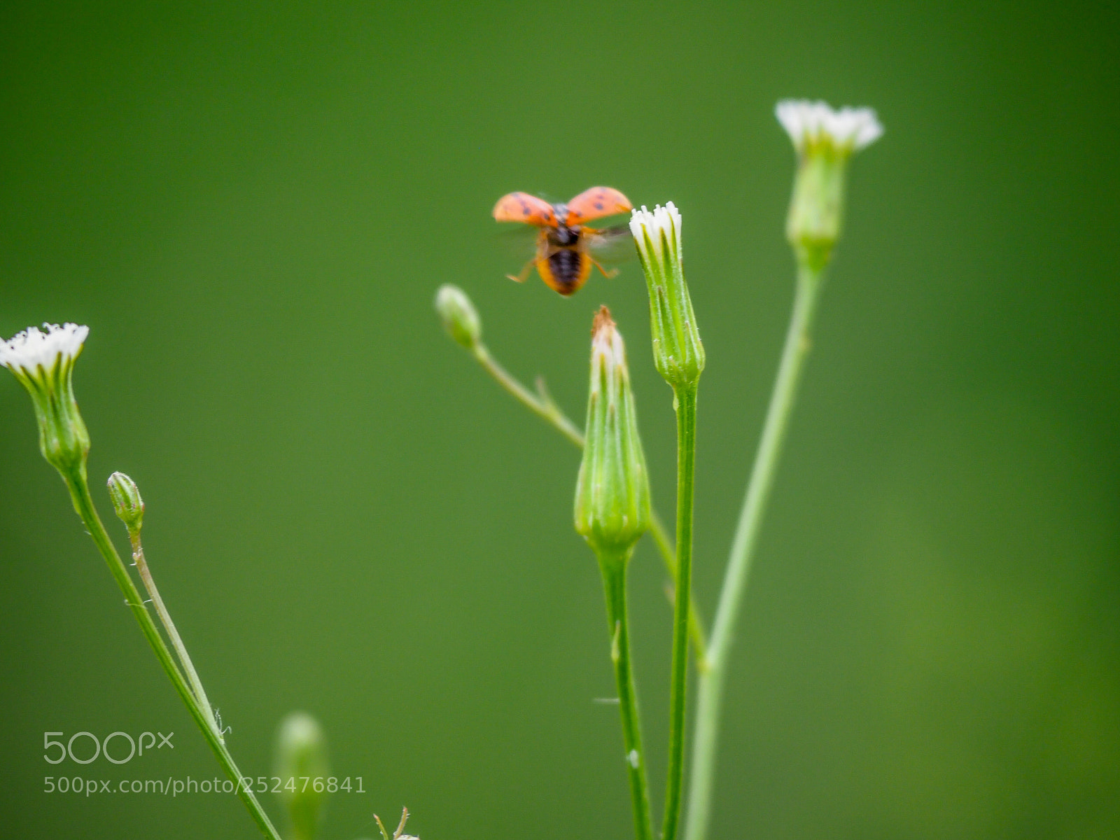 Olympus OM-D E-M1 Mark II sample photo. Ladybug photography
