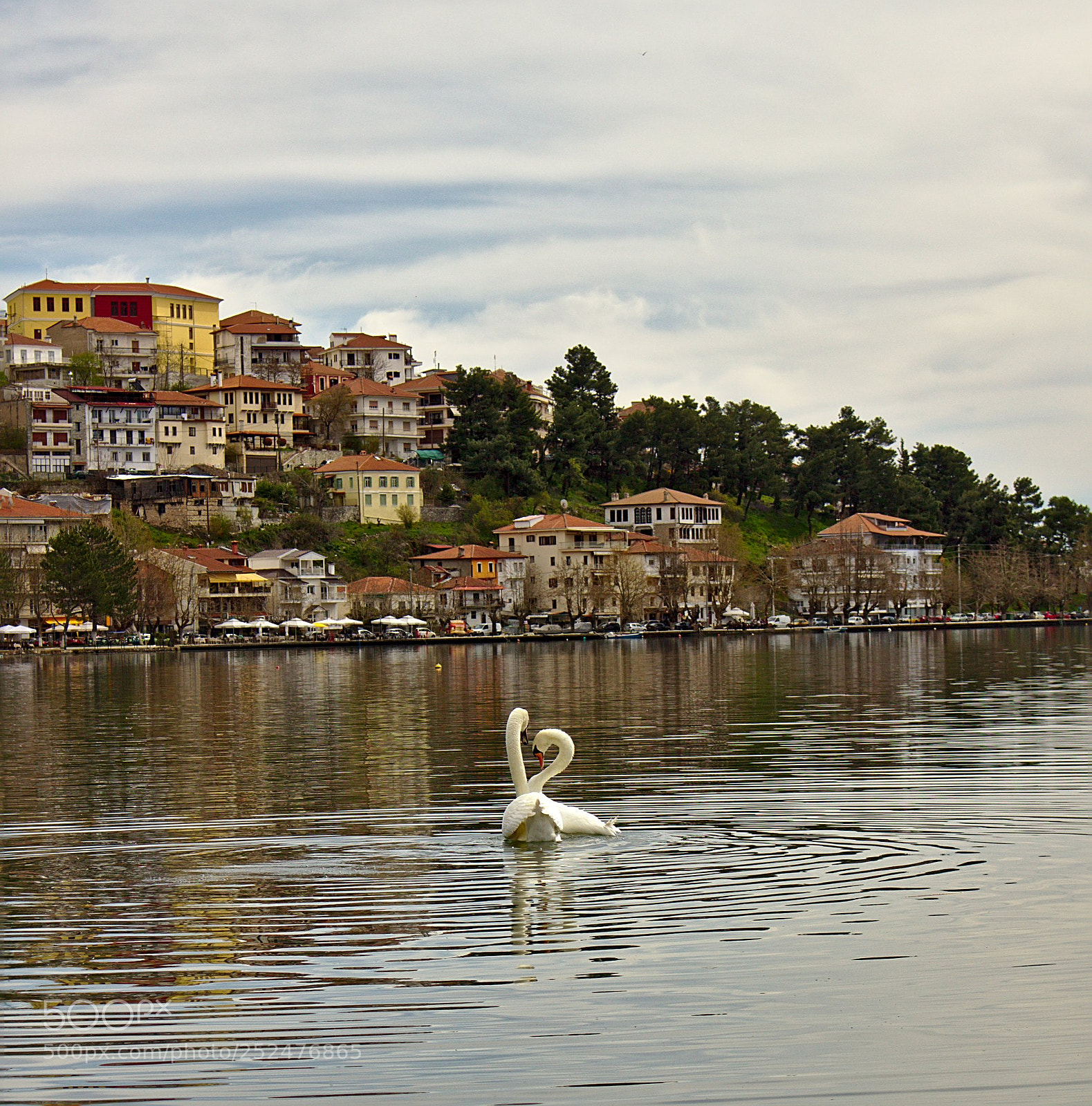 Canon EOS 100D (EOS Rebel SL1 / EOS Kiss X7) sample photo. Swans in love photography