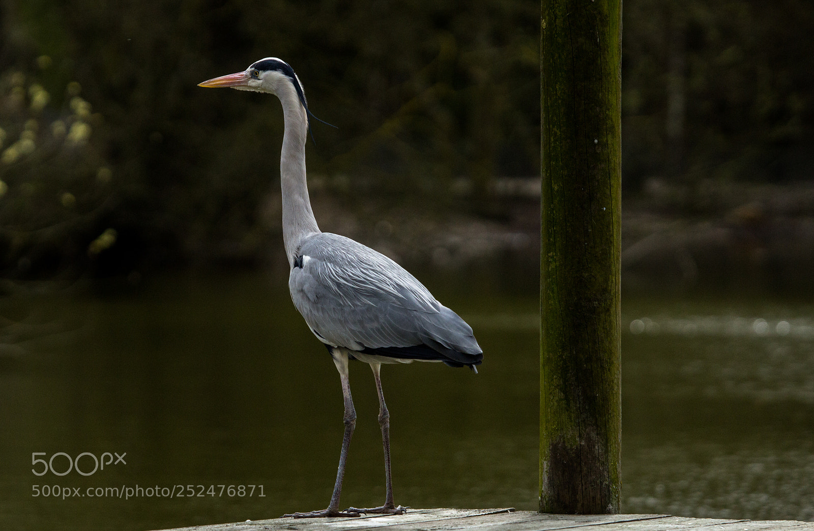 Canon EOS 1200D (EOS Rebel T5 / EOS Kiss X70 / EOS Hi) sample photo. Grey heron on a photography