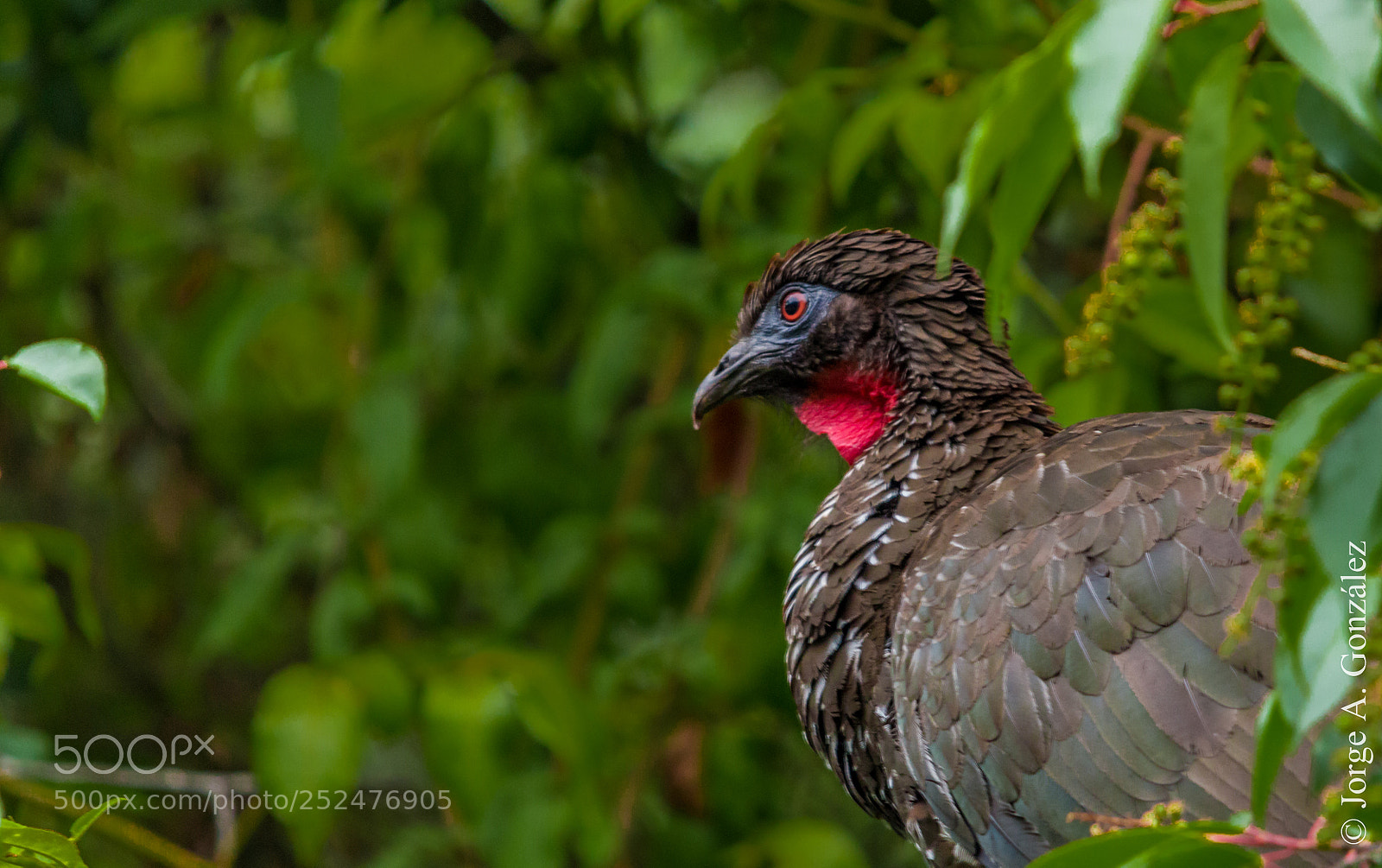 Canon EOS 700D (EOS Rebel T5i / EOS Kiss X7i) sample photo. Crested guan photography