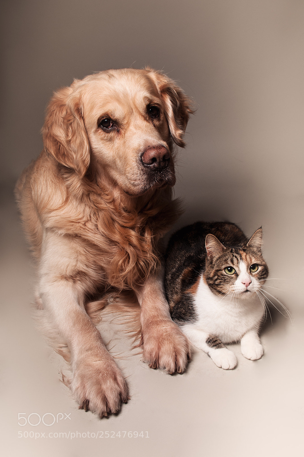 Nikon D300S sample photo. Dog&cat photography