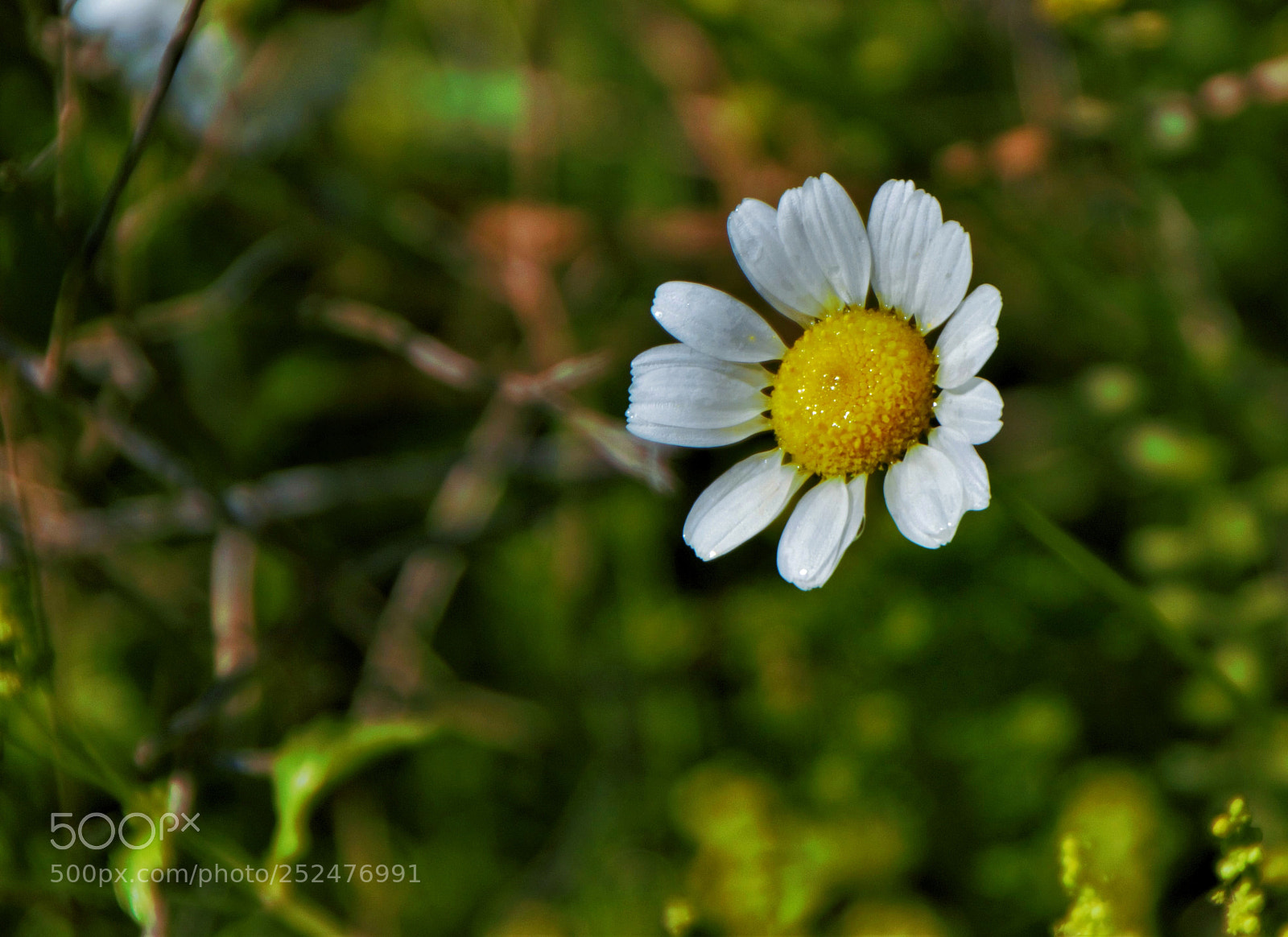 Canon EOS 100D (EOS Rebel SL1 / EOS Kiss X7) sample photo. The daisy photography