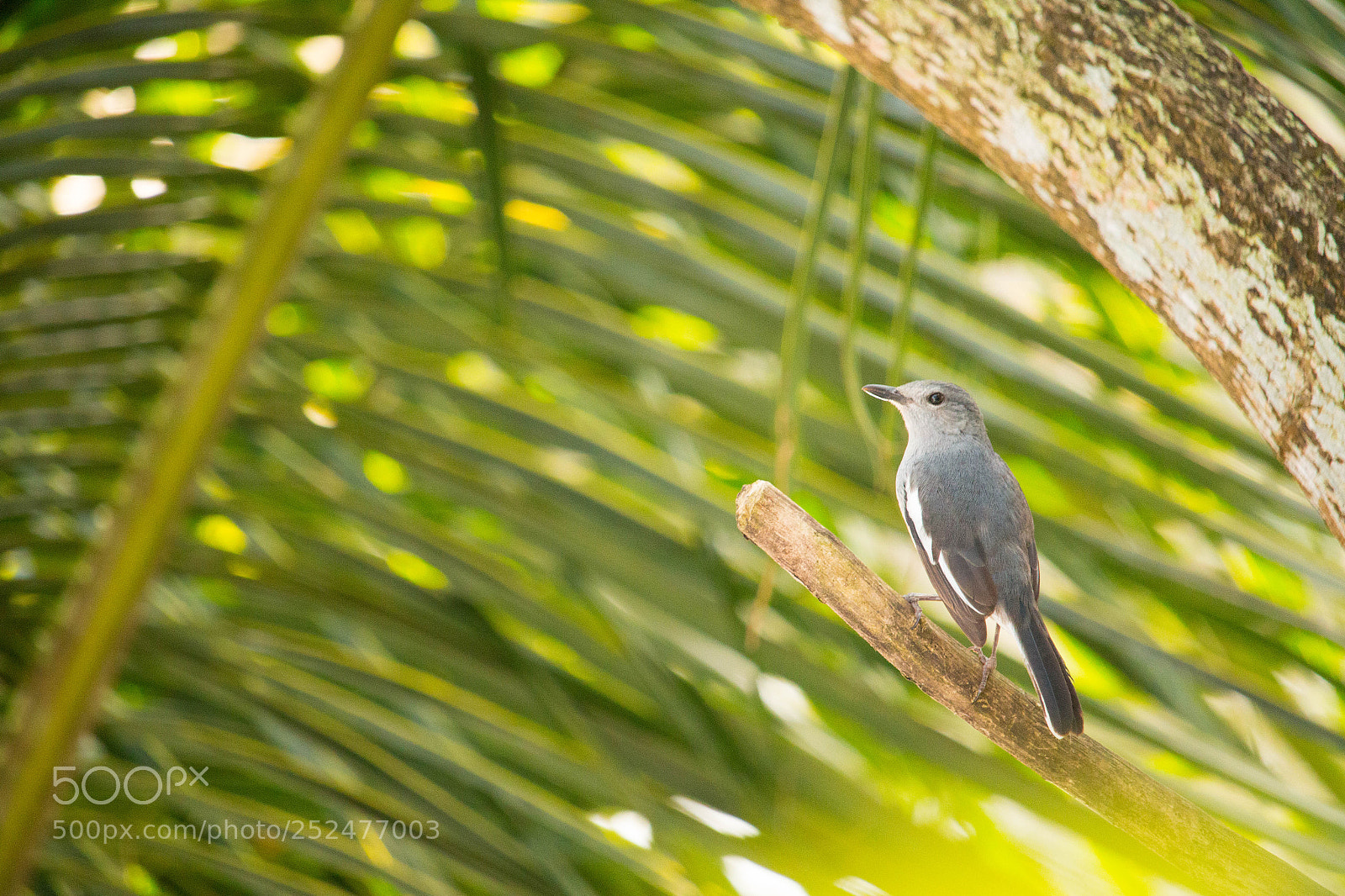 Canon EOS 70D sample photo. Birds photography