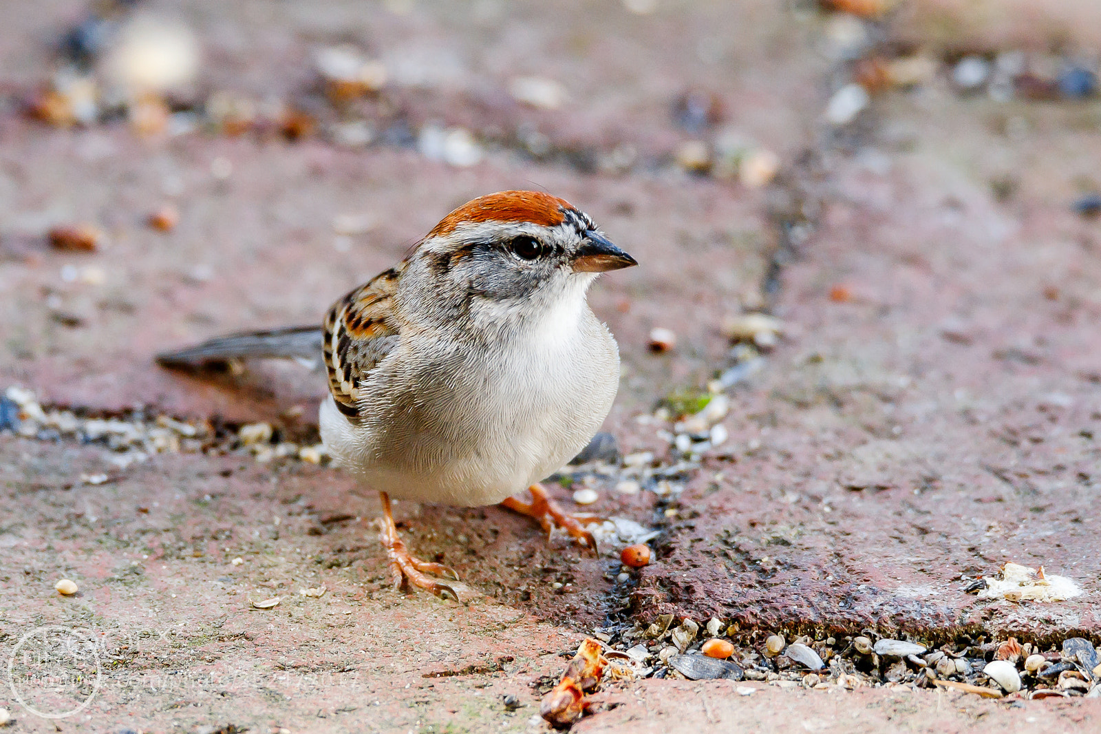 Canon EOS 6D Mark II sample photo. Chipping sparrow photography