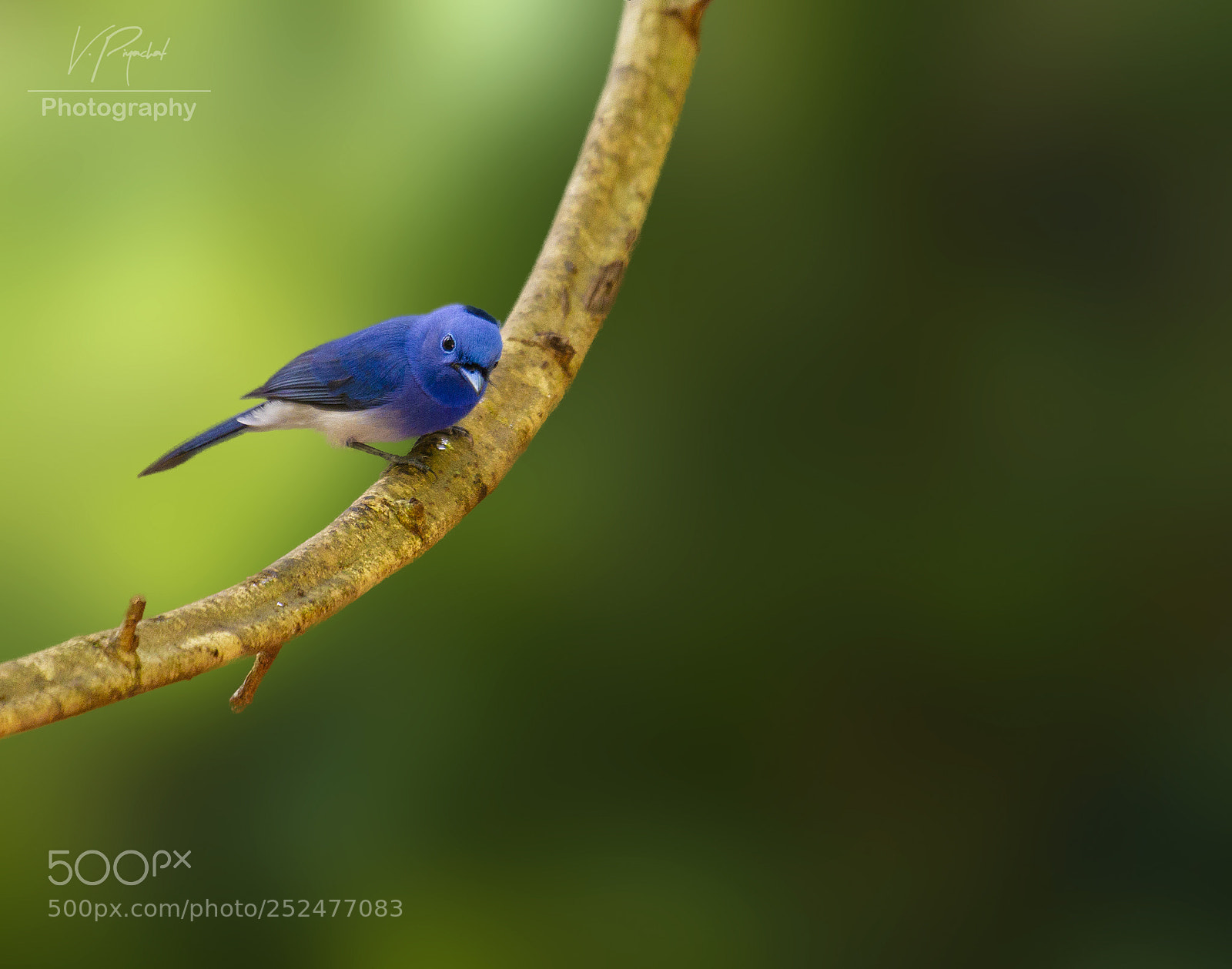 Canon EOS 7D sample photo. Black-napped flycatcher photography