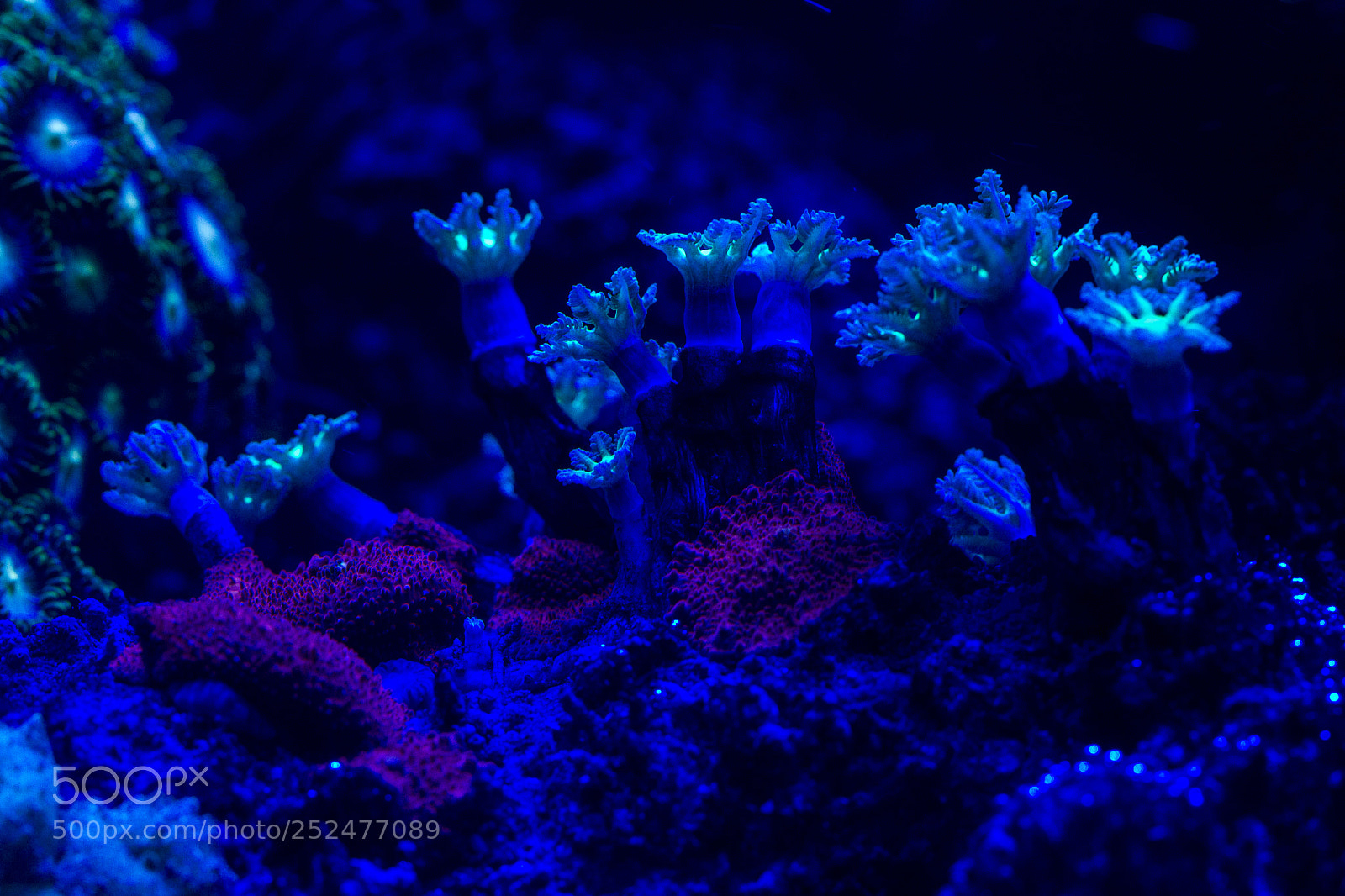 Canon EOS 7D sample photo. Bosque de coral photography