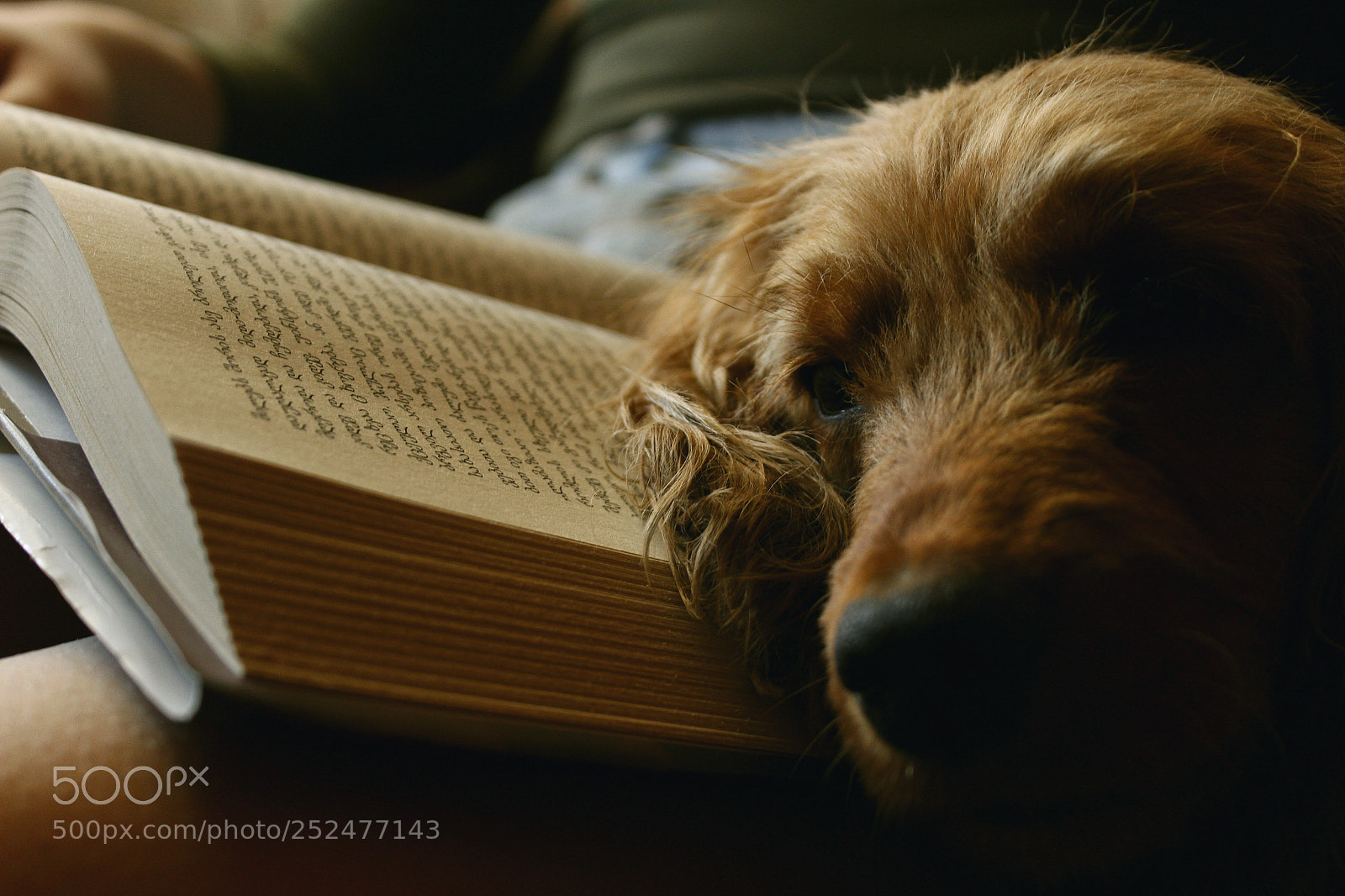 Canon EOS 600D (Rebel EOS T3i / EOS Kiss X5) sample photo. Reading book photography