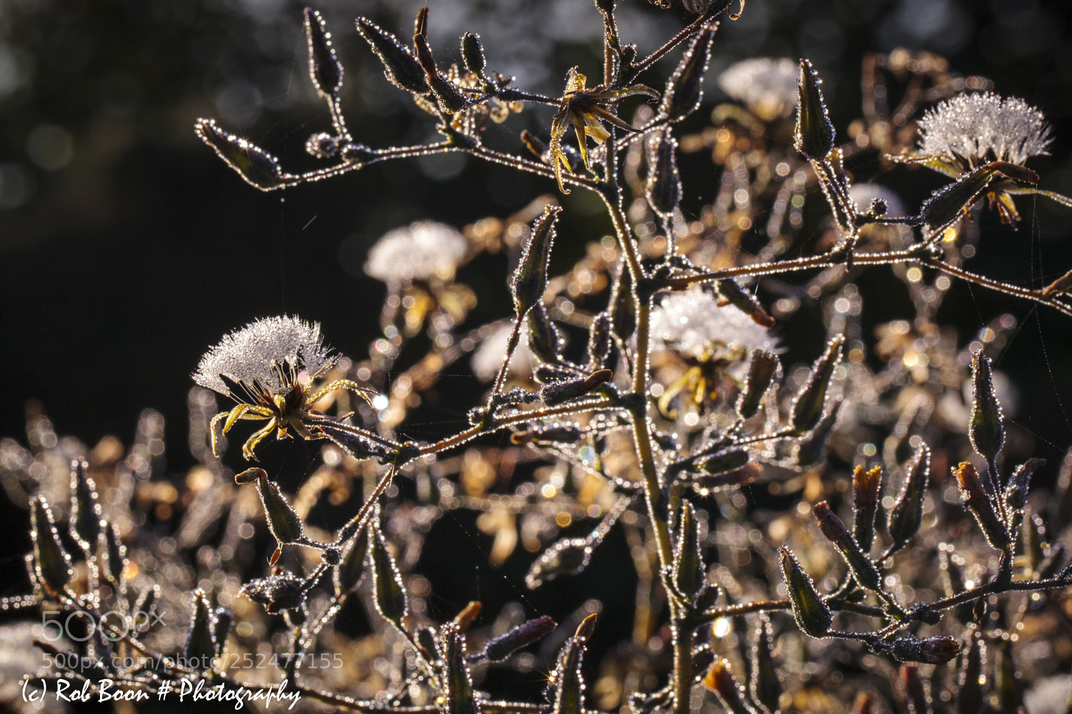 Canon EOS 5D Mark II sample photo. Weed 2 photography