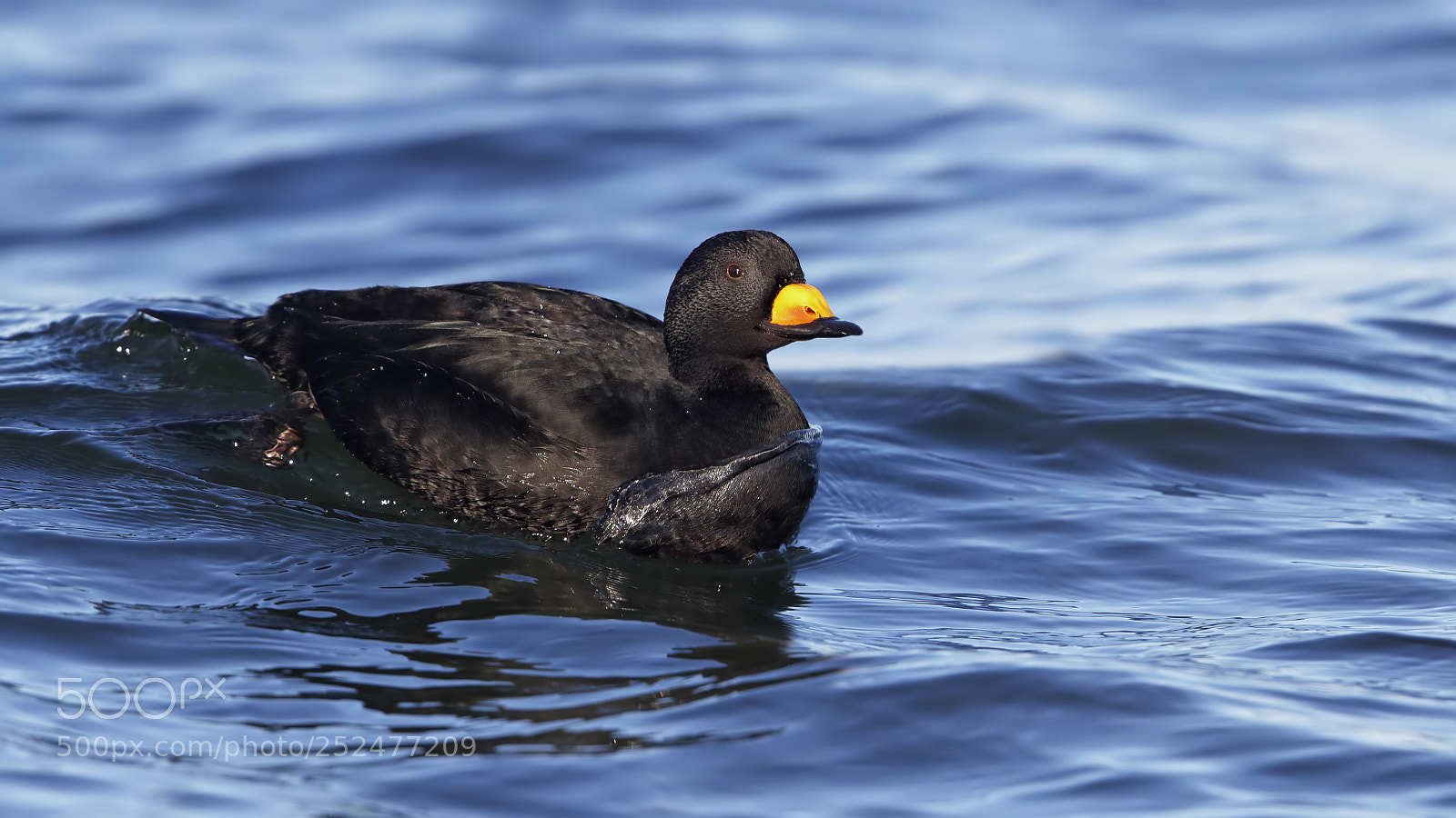 Canon EOS-1D X Mark II sample photo. Black scoter on wave photography