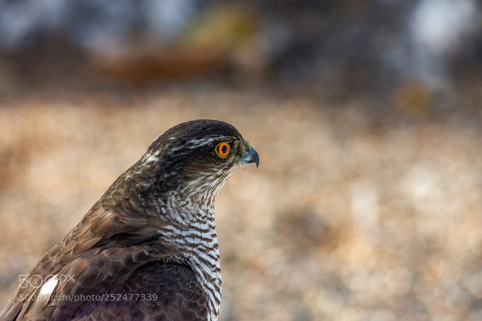Nikon D7200 sample photo. Eurasian sparrowhawk photography