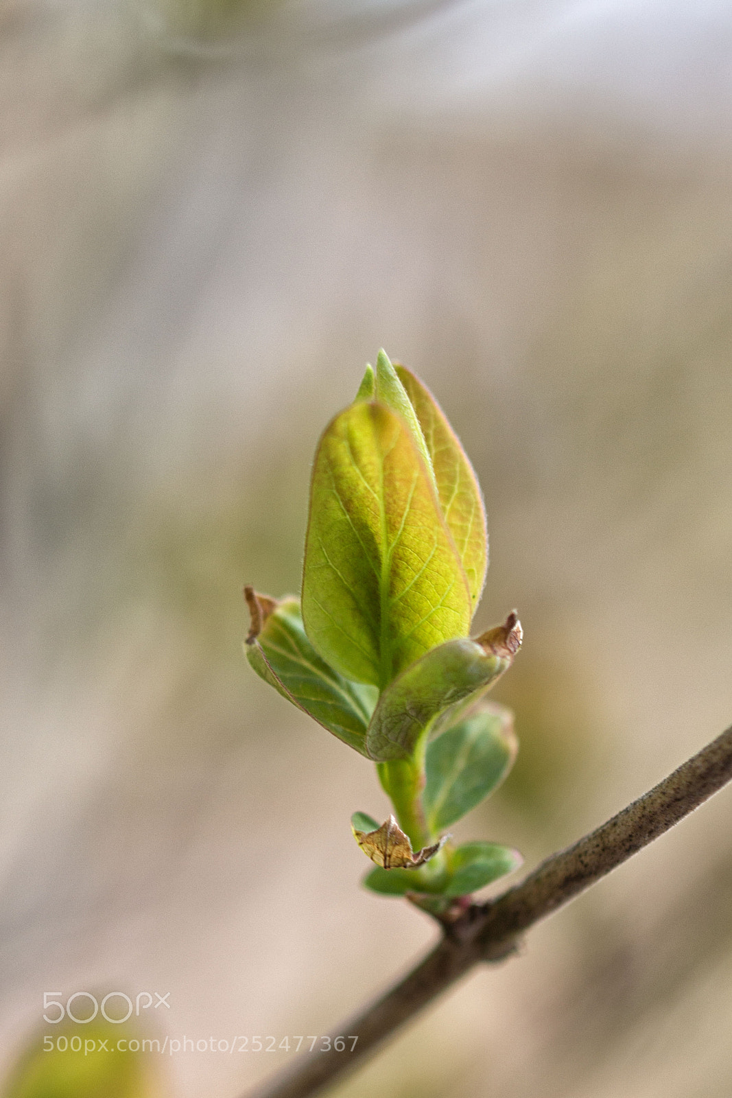 Canon EOS 700D (EOS Rebel T5i / EOS Kiss X7i) sample photo. Leaf photography