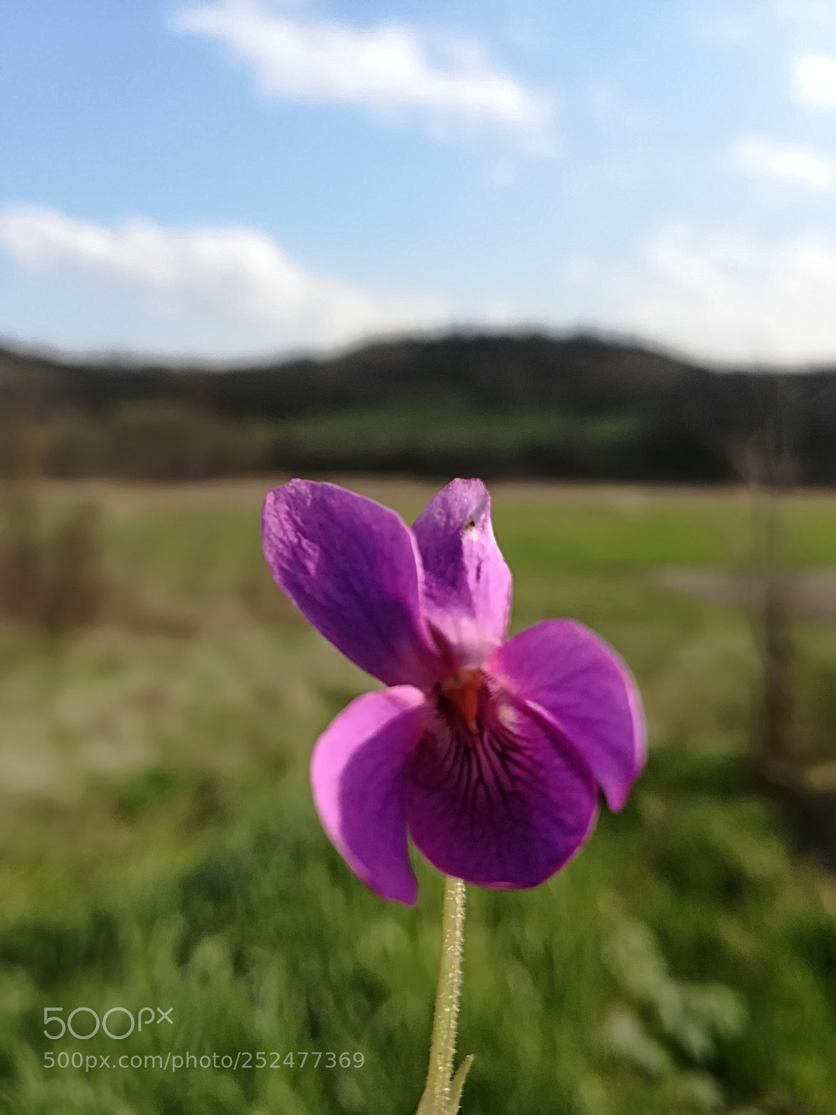HUAWEI P10 lite sample photo. Untitled photography