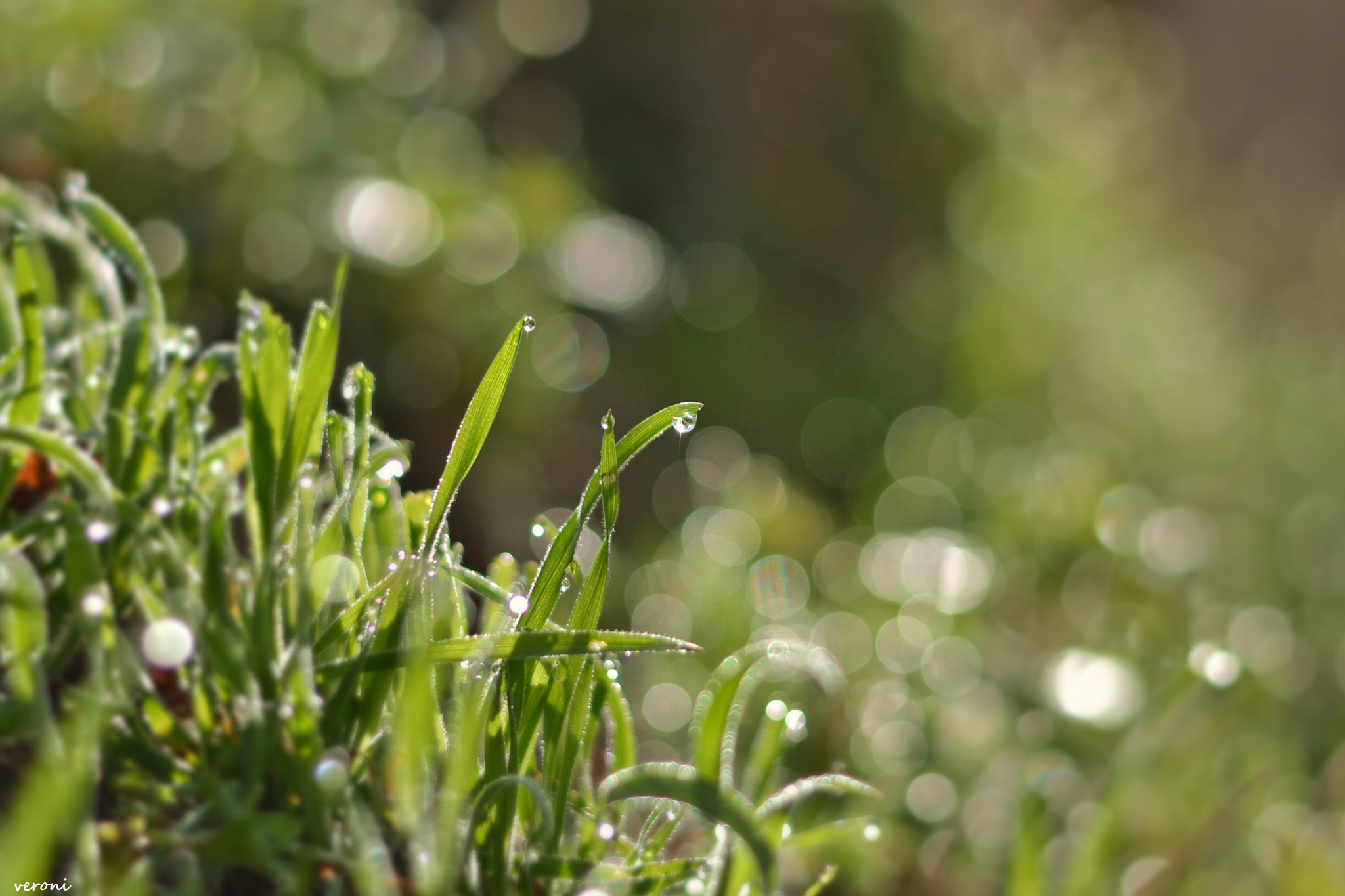 Nikon D3100 + Nikon AF-S Nikkor 50mm F1.8G sample photo. Grass&bokeh photography