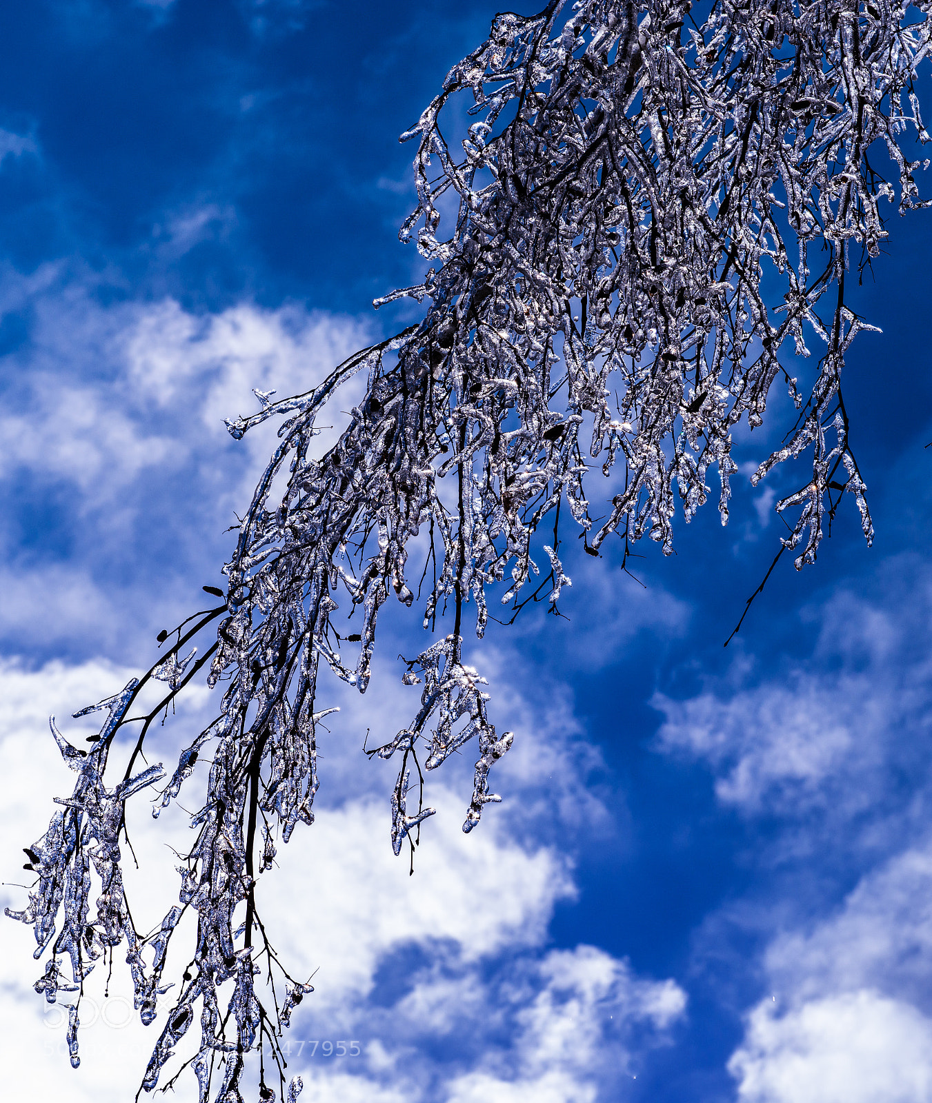 Nikon D800 sample photo. Ice branches photography