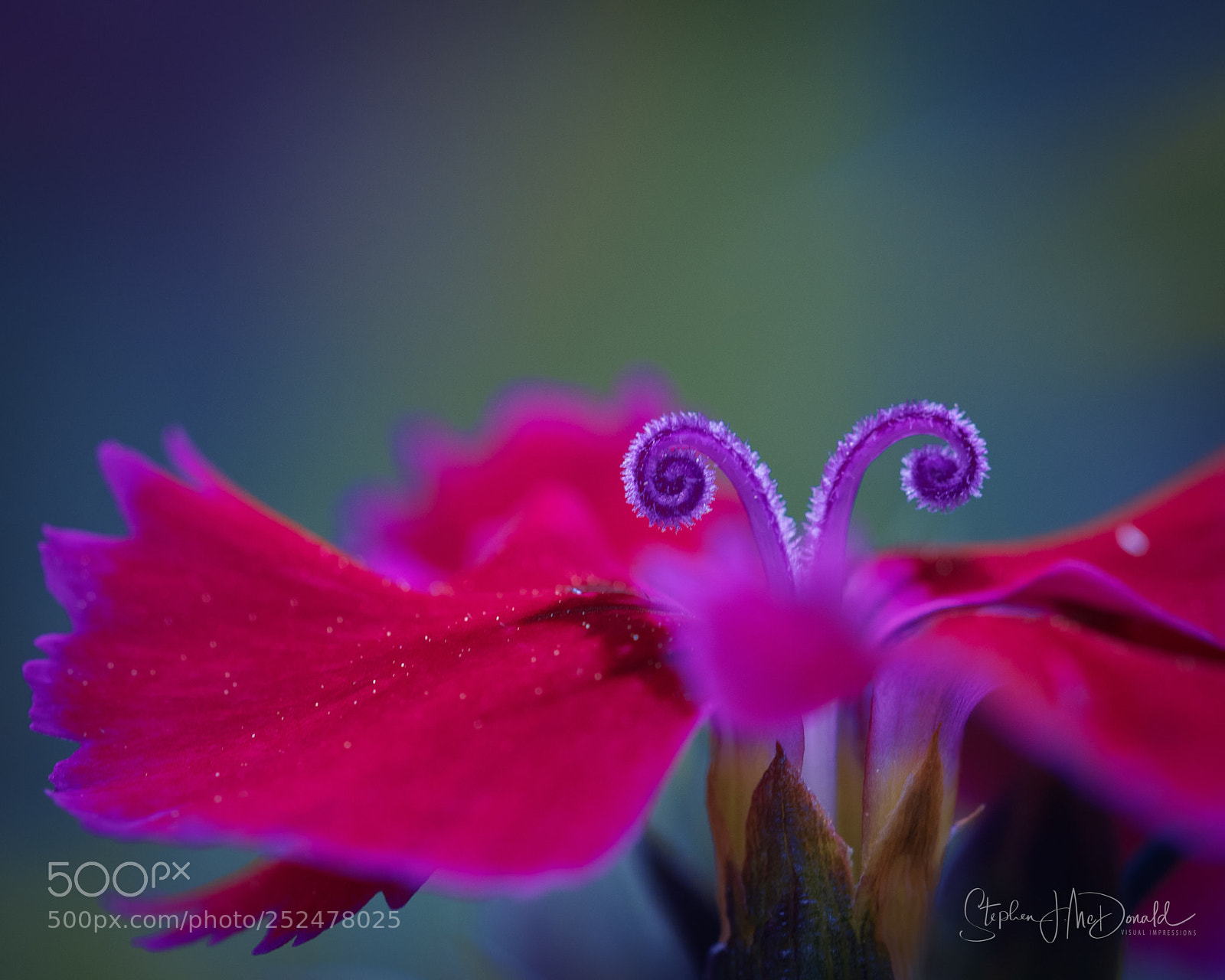 Nikon D500 sample photo. The flowers have eyes photography