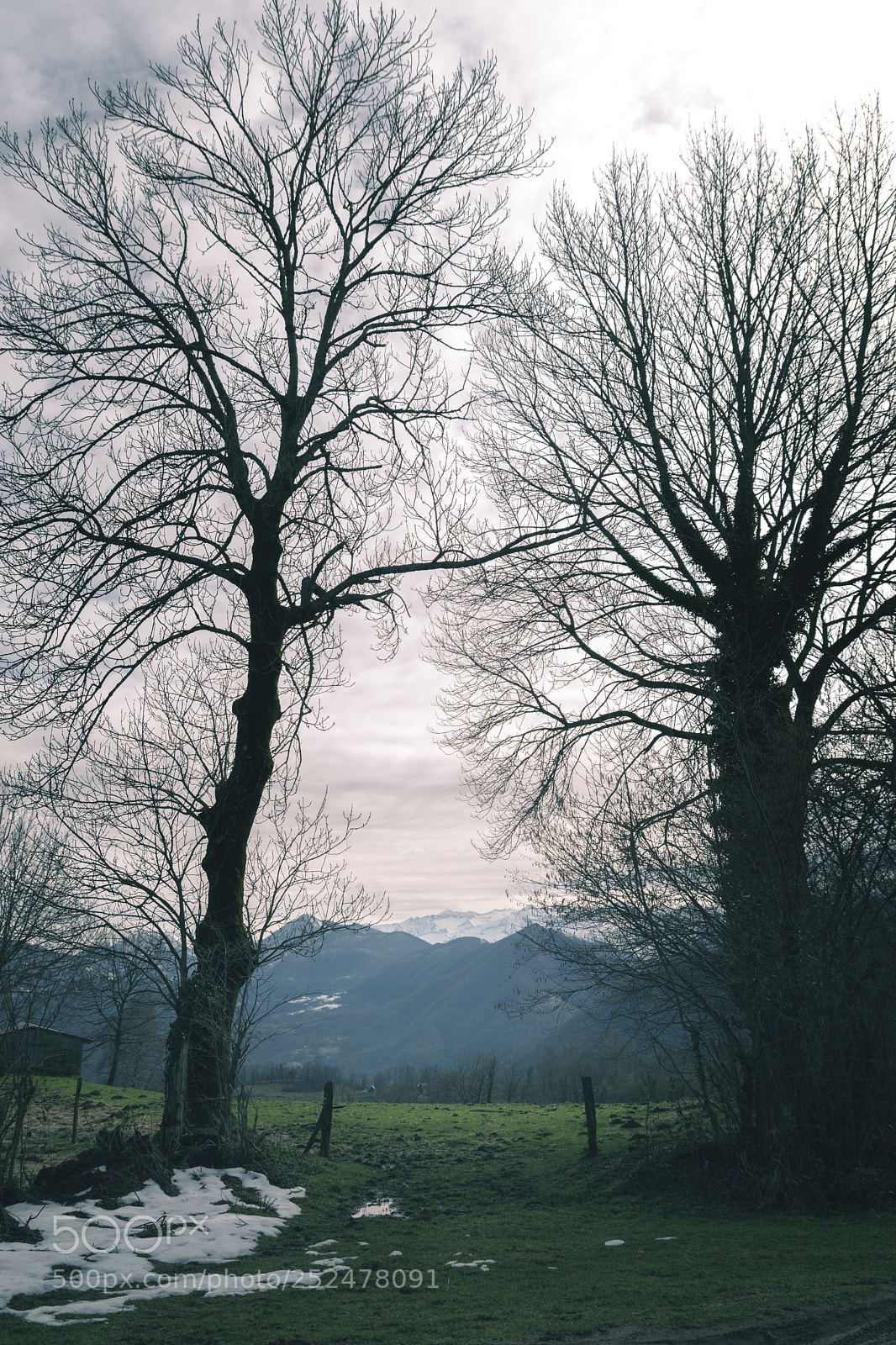Nikon D5500 sample photo. Between the trees photography