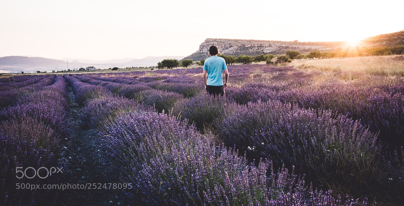 Olympus OM-D E-M5 II sample photo. Despidiendo la ltima lavanda photography